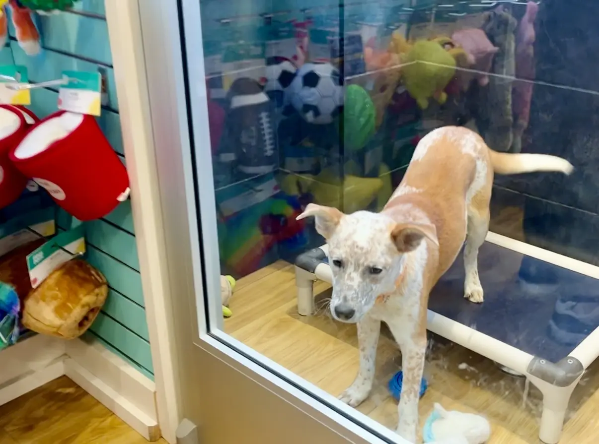 Doggie Style Pets Queen Village