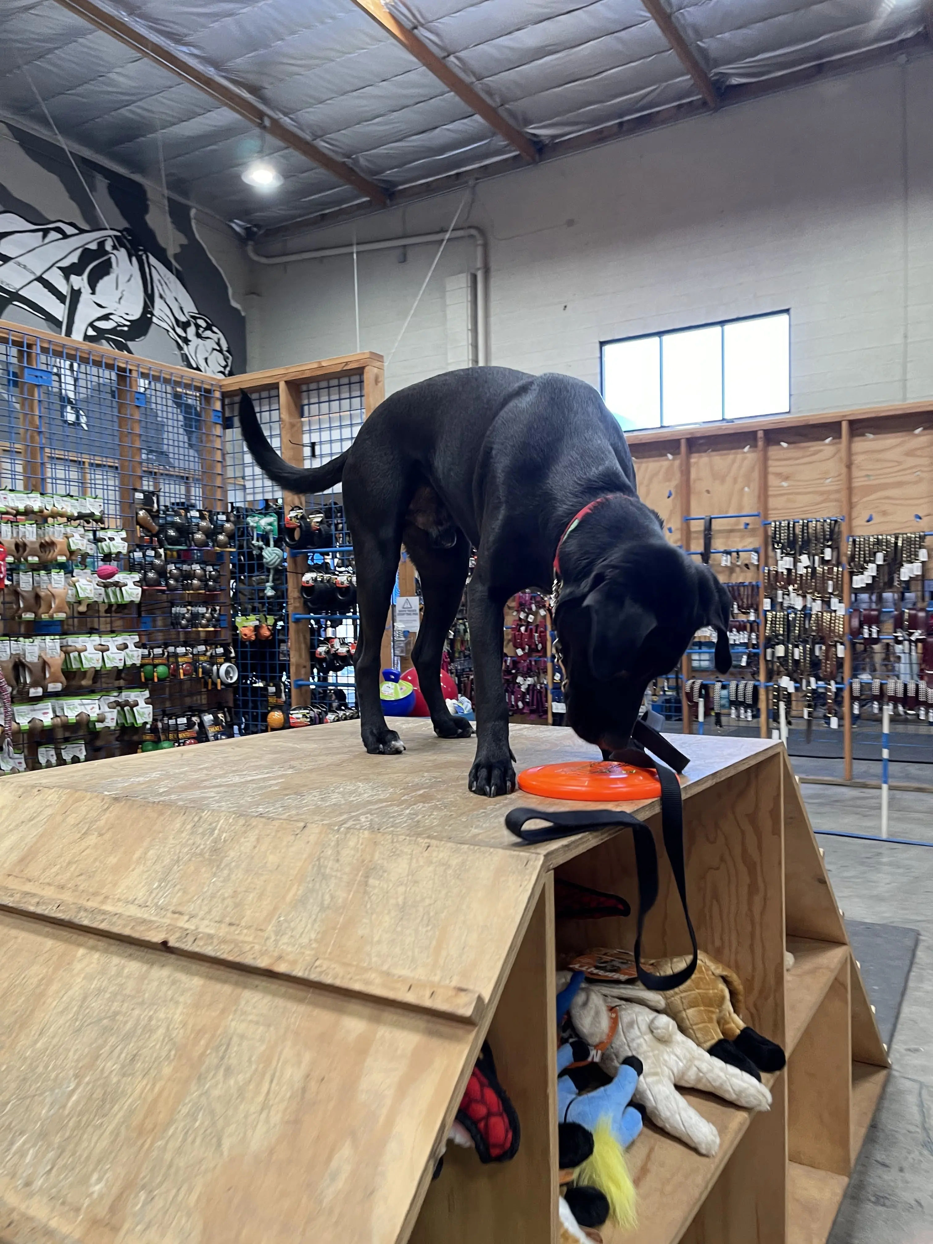 BlueCollar Working Dog