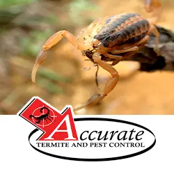Accurate Termite and Pest Control