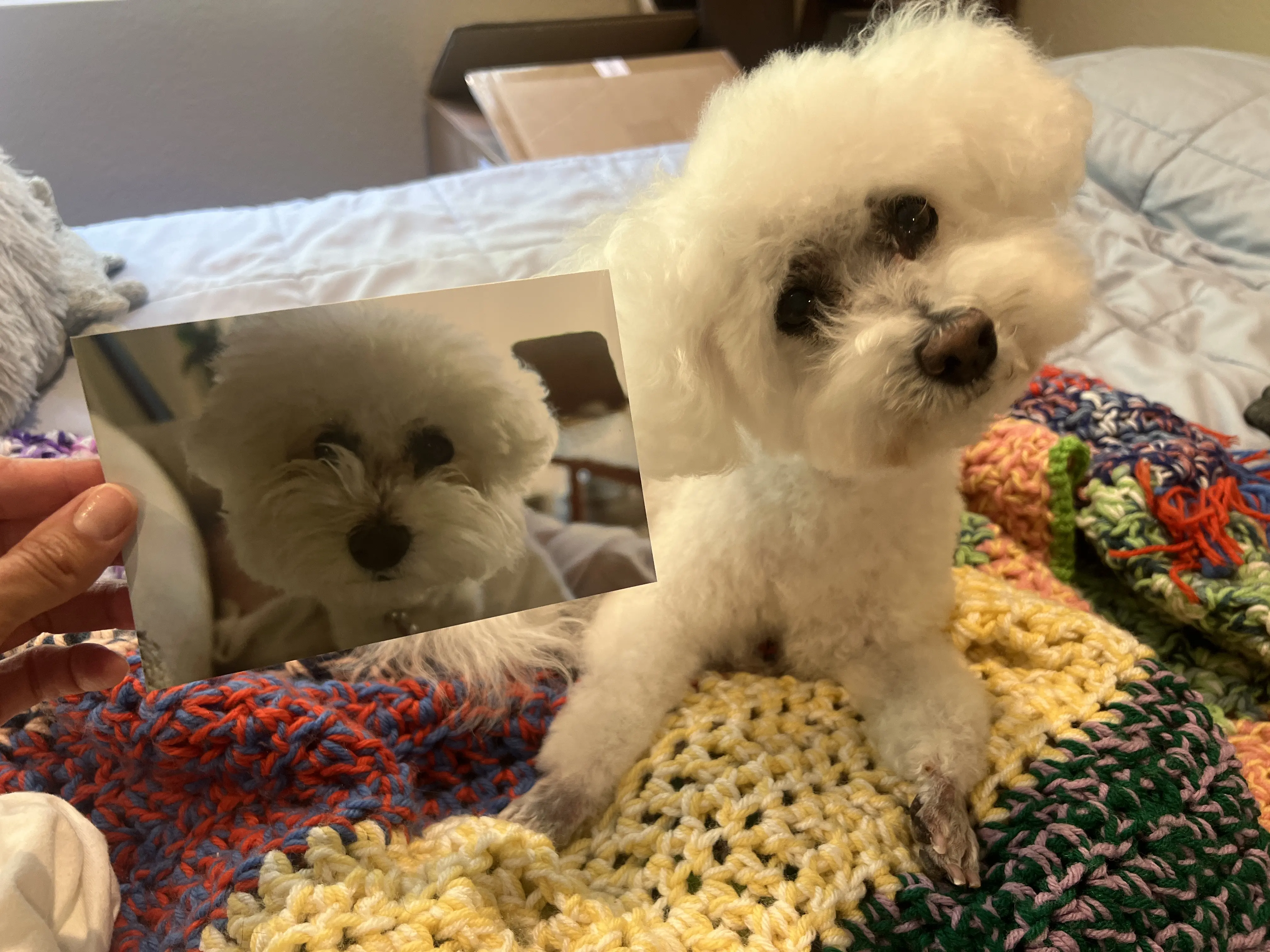 Puff & Fluff Grooming - Arcadia