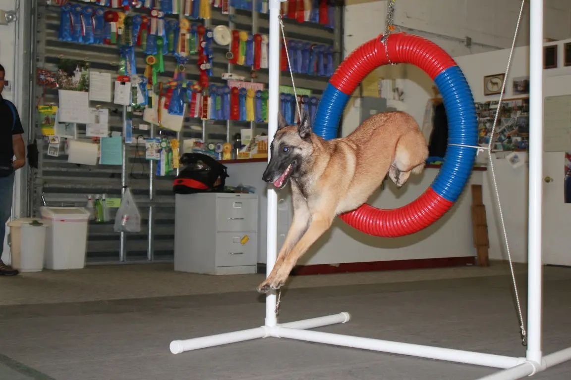 Paws In Motion