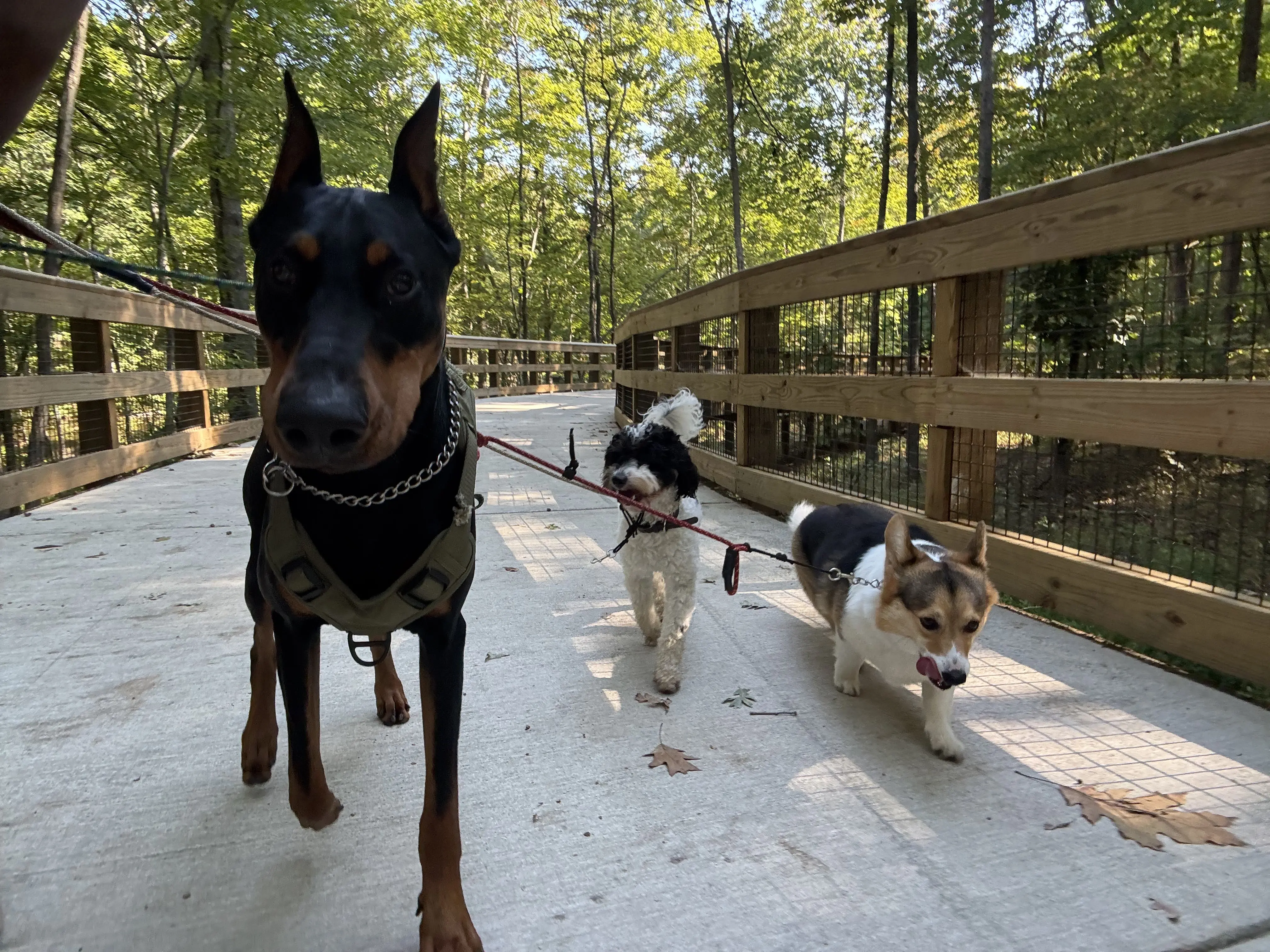 Pup Scouts
