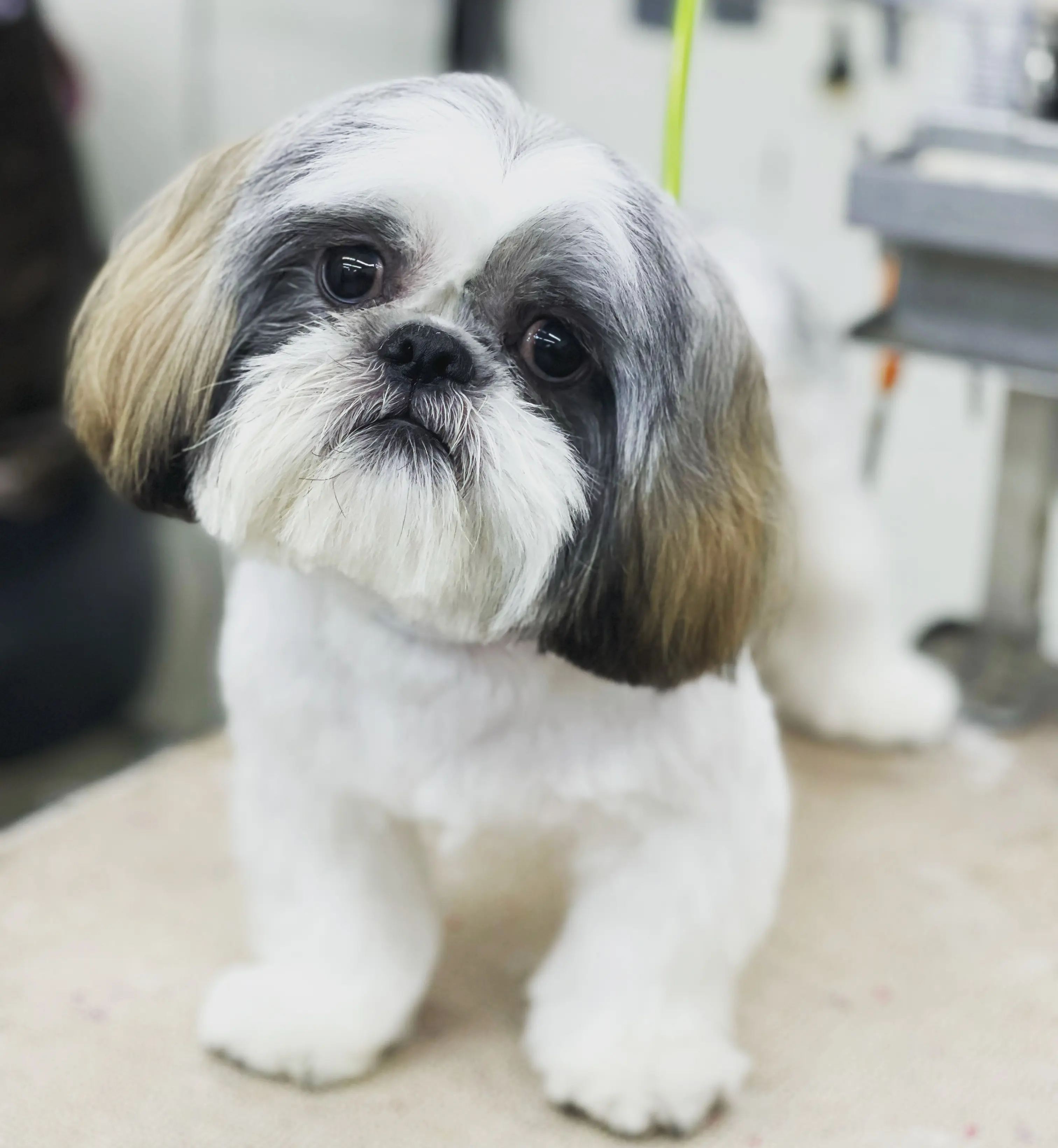 Michelle's Pet Salon