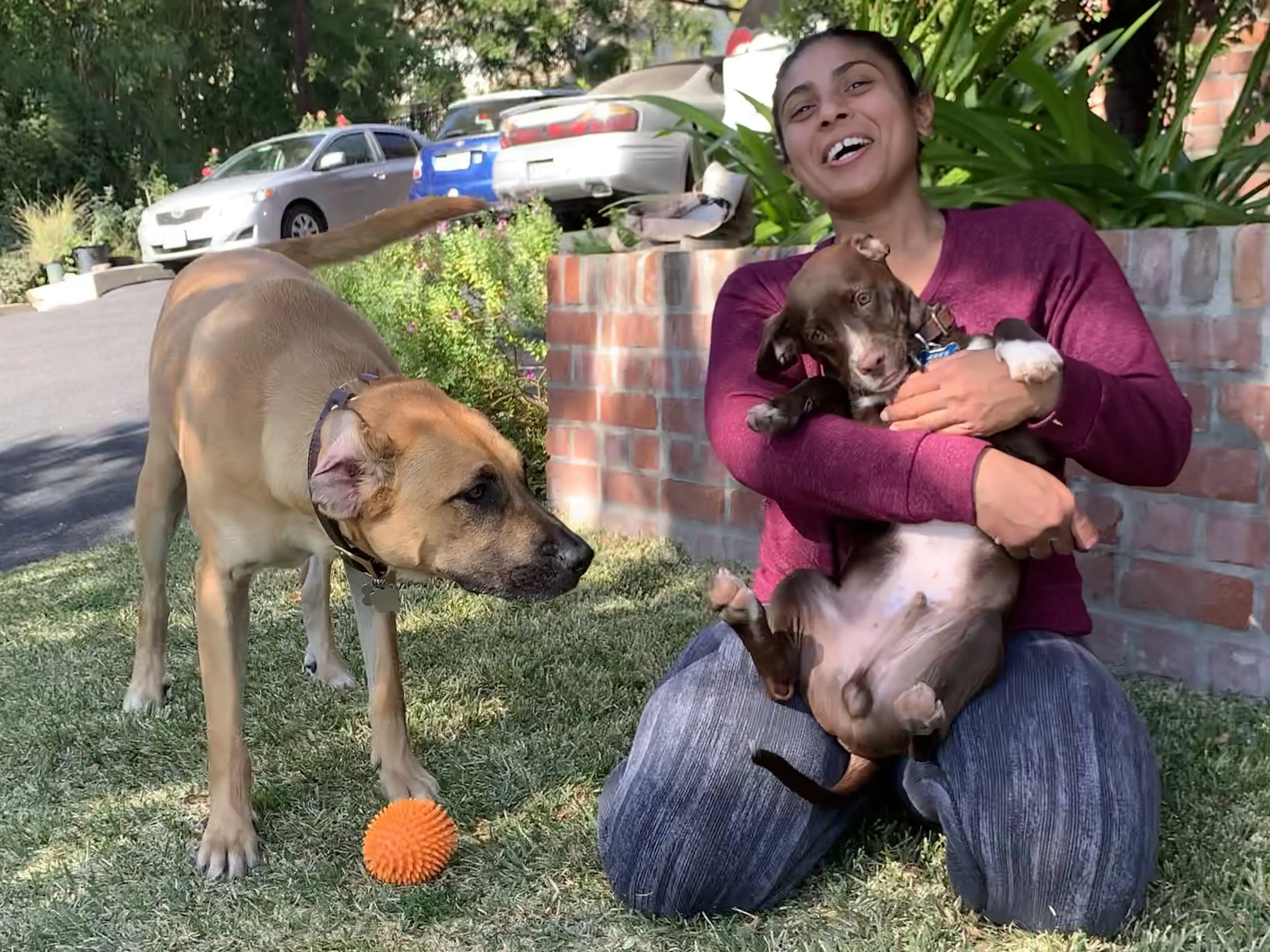 Hollywood Dog Obedience Club