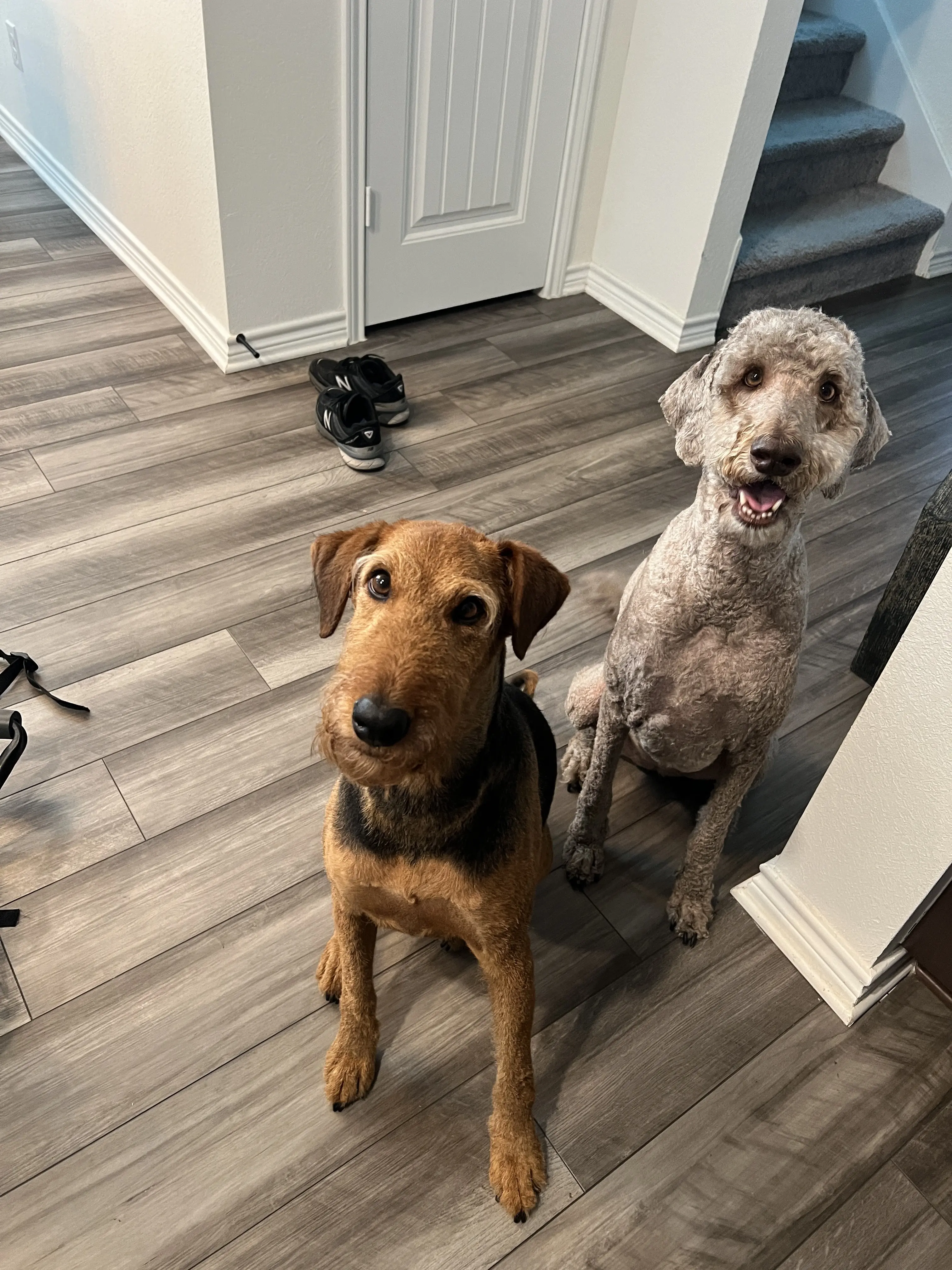 PetSmart Grooming