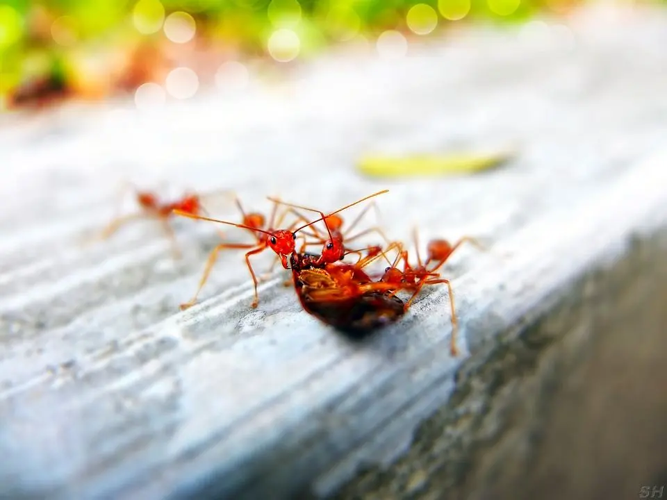 Anteater Termite & Pest Control