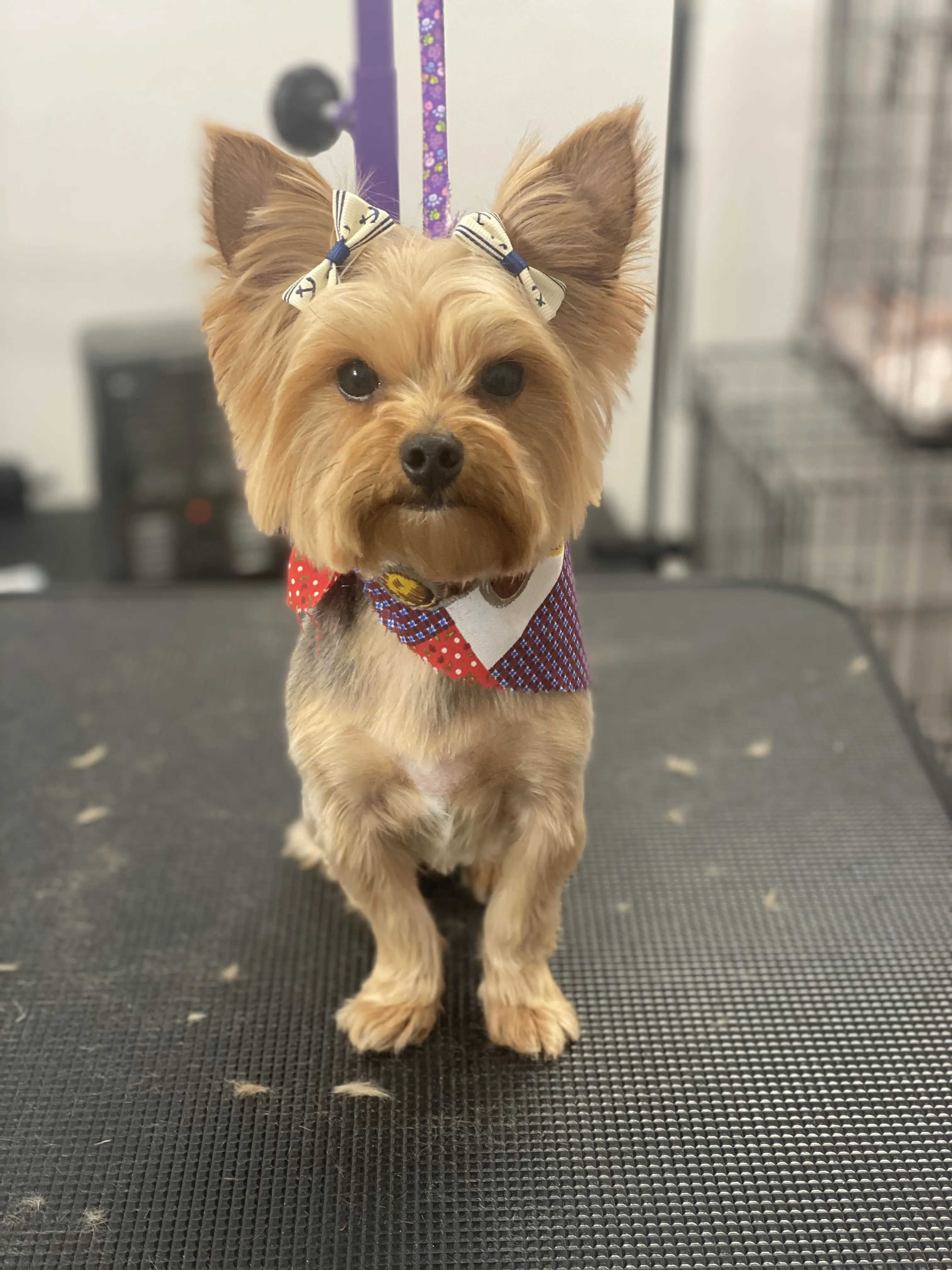 Barker N Bubbles Grooming Spa