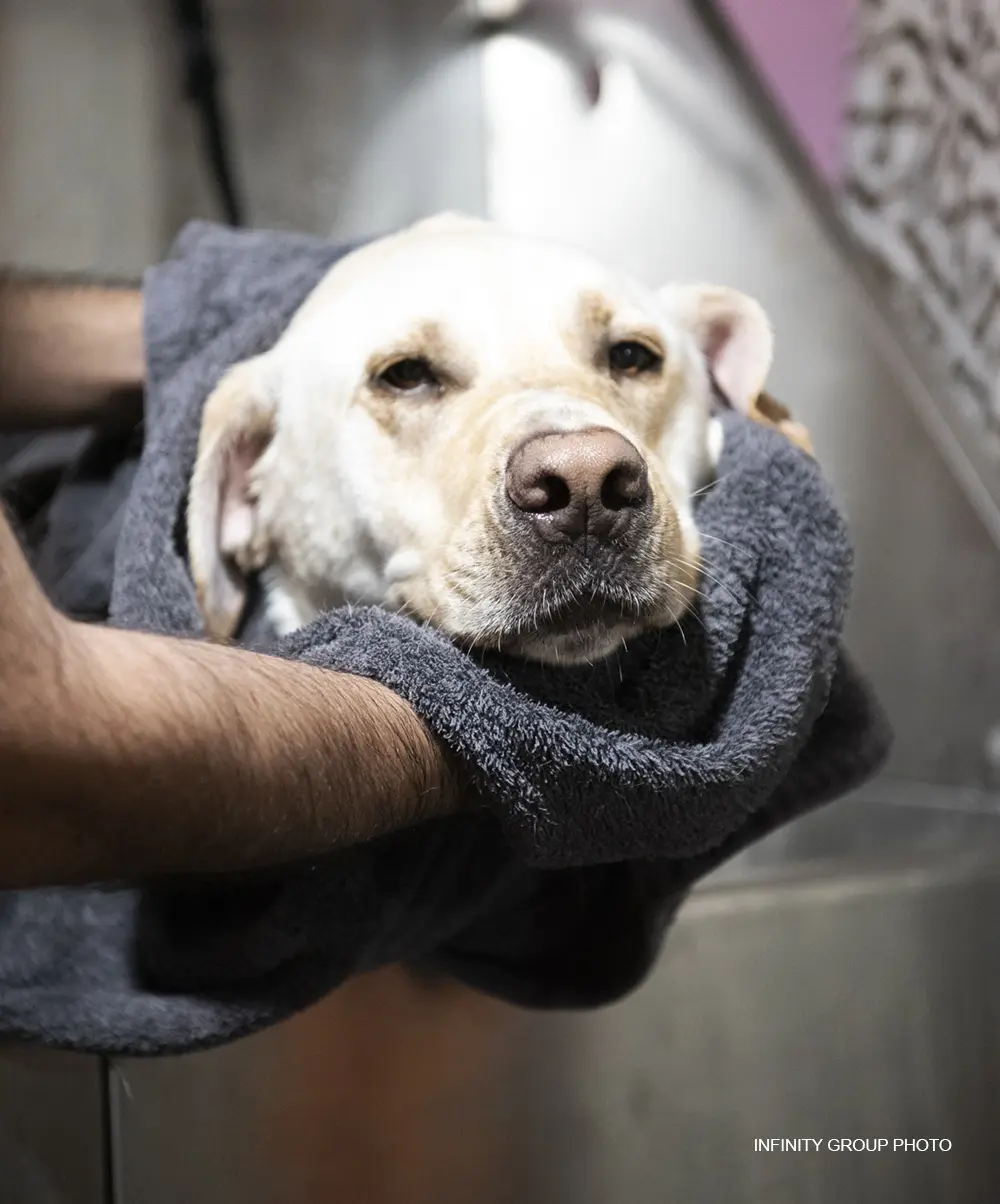 Bow Wow Meow Purrfessional Petcare