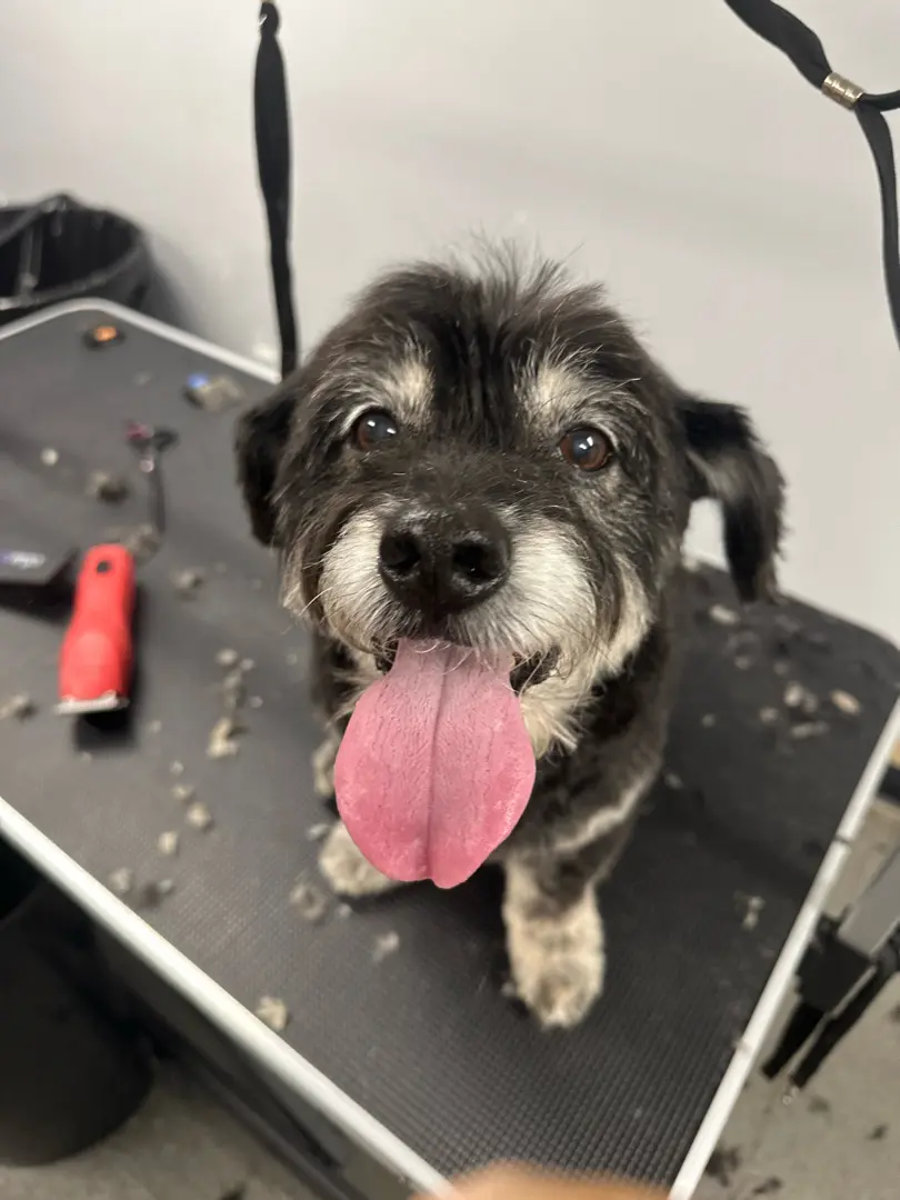 Doggie Works