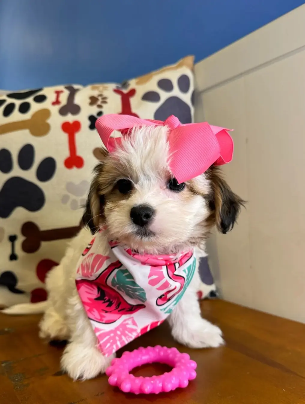 PetSmart Grooming
