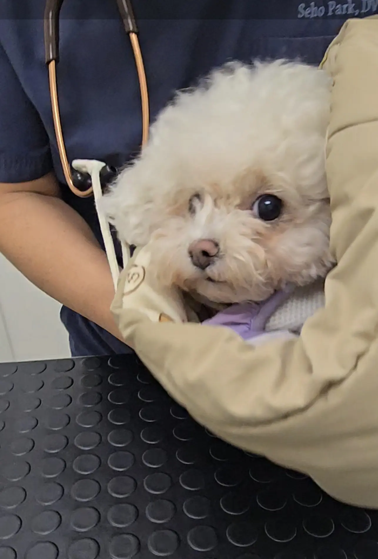 BeWell Animal Hospital