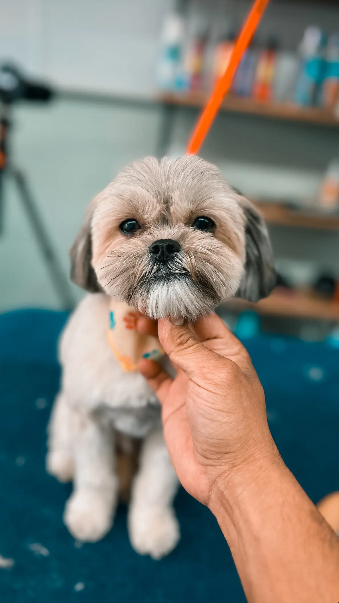 Mickey's Pet Salon