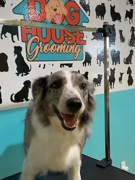 In The Dog House Grooming & Boarding