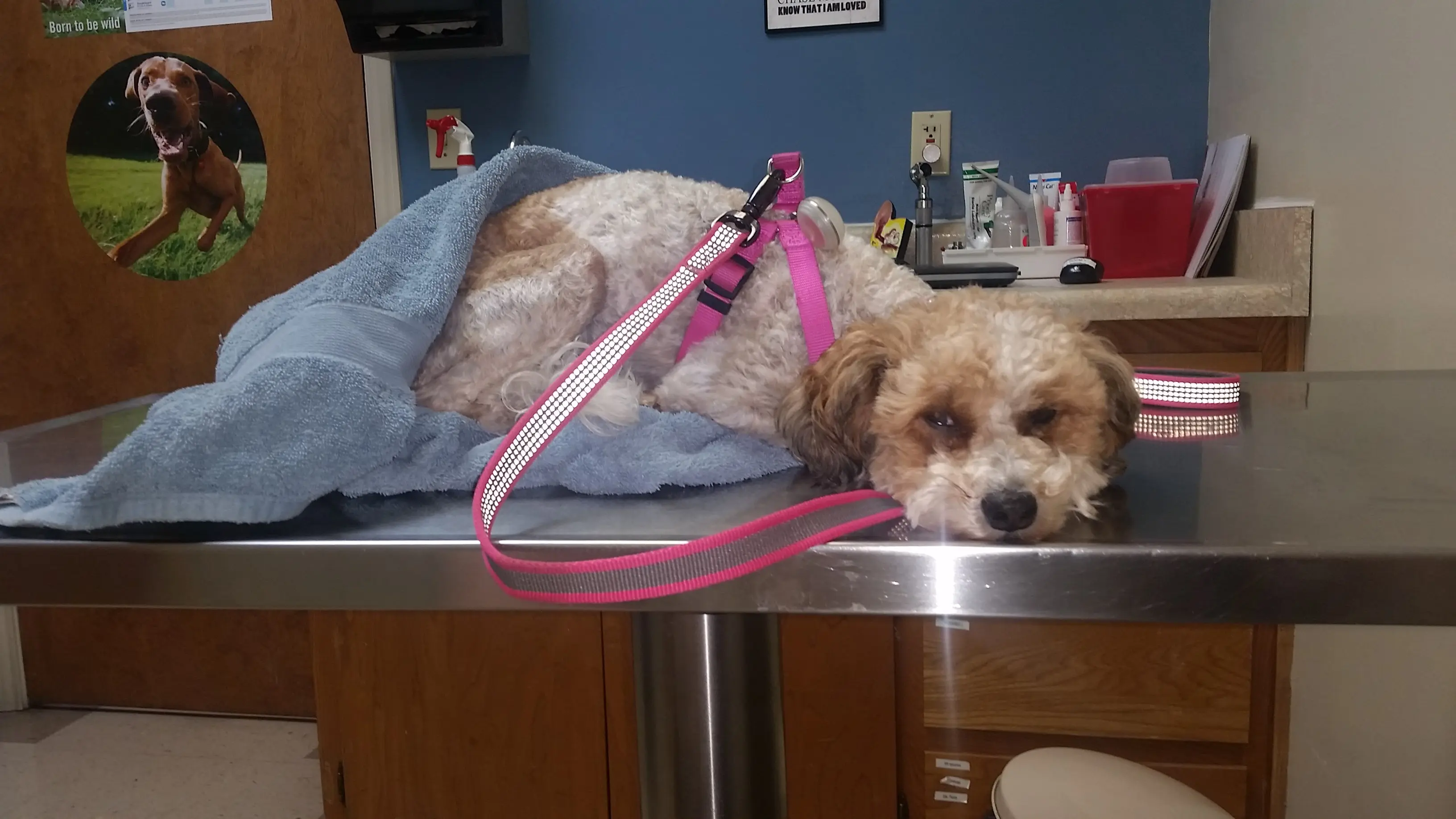 VCA Henderson Pass Animal Hospital