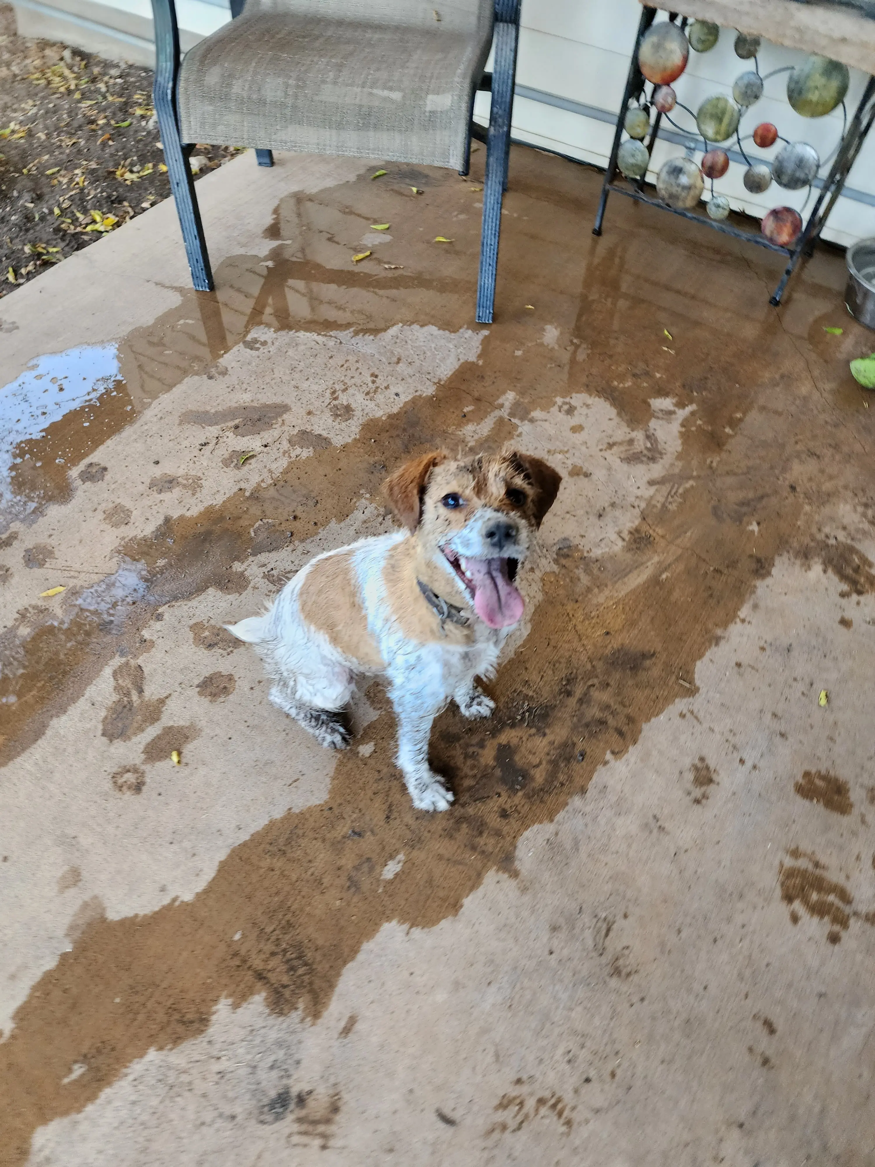 Alamo Feed & Pet Supply
