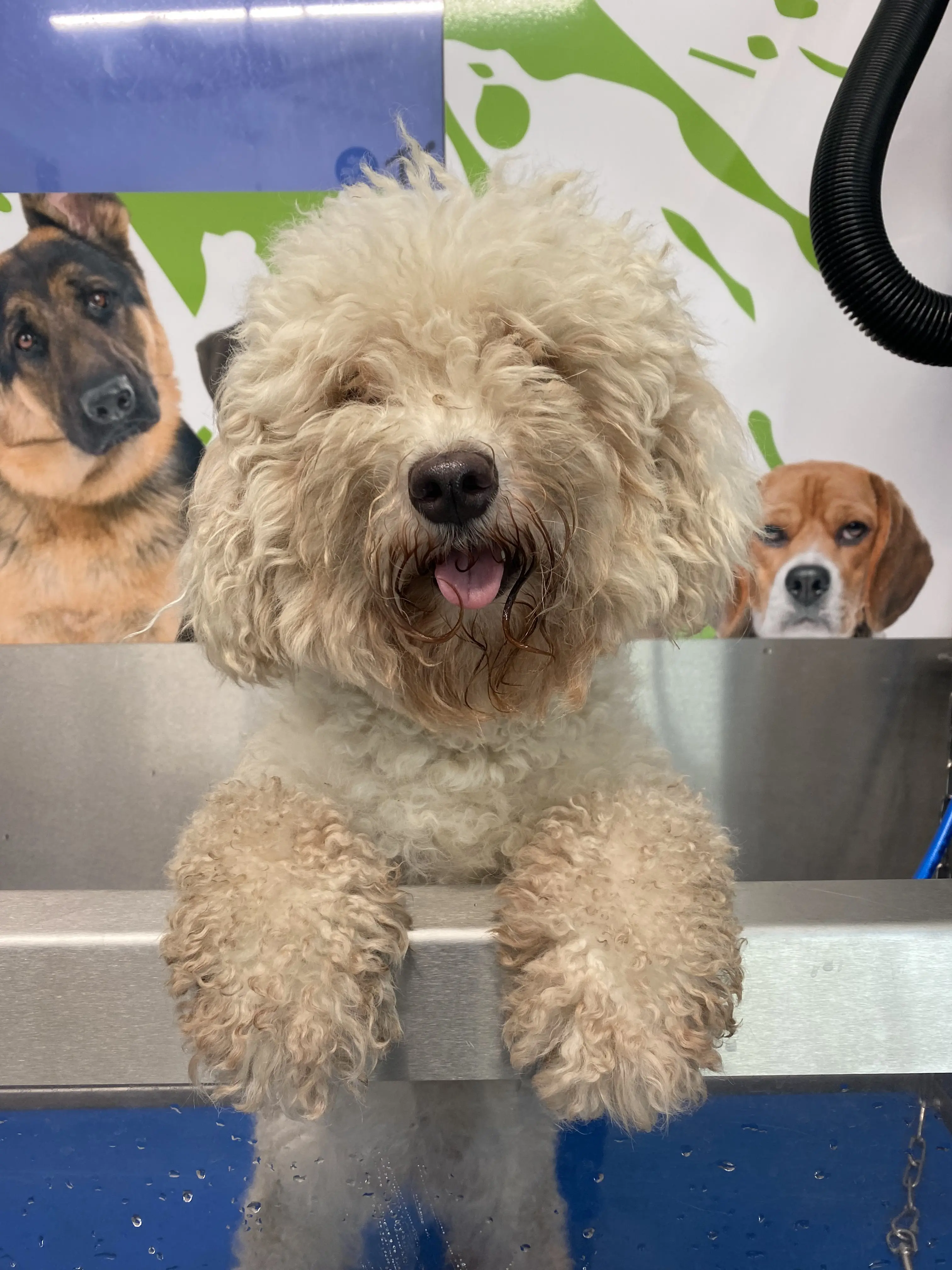 Big Tex Feed, Pet Supply, Dog Grooming Houston Tx