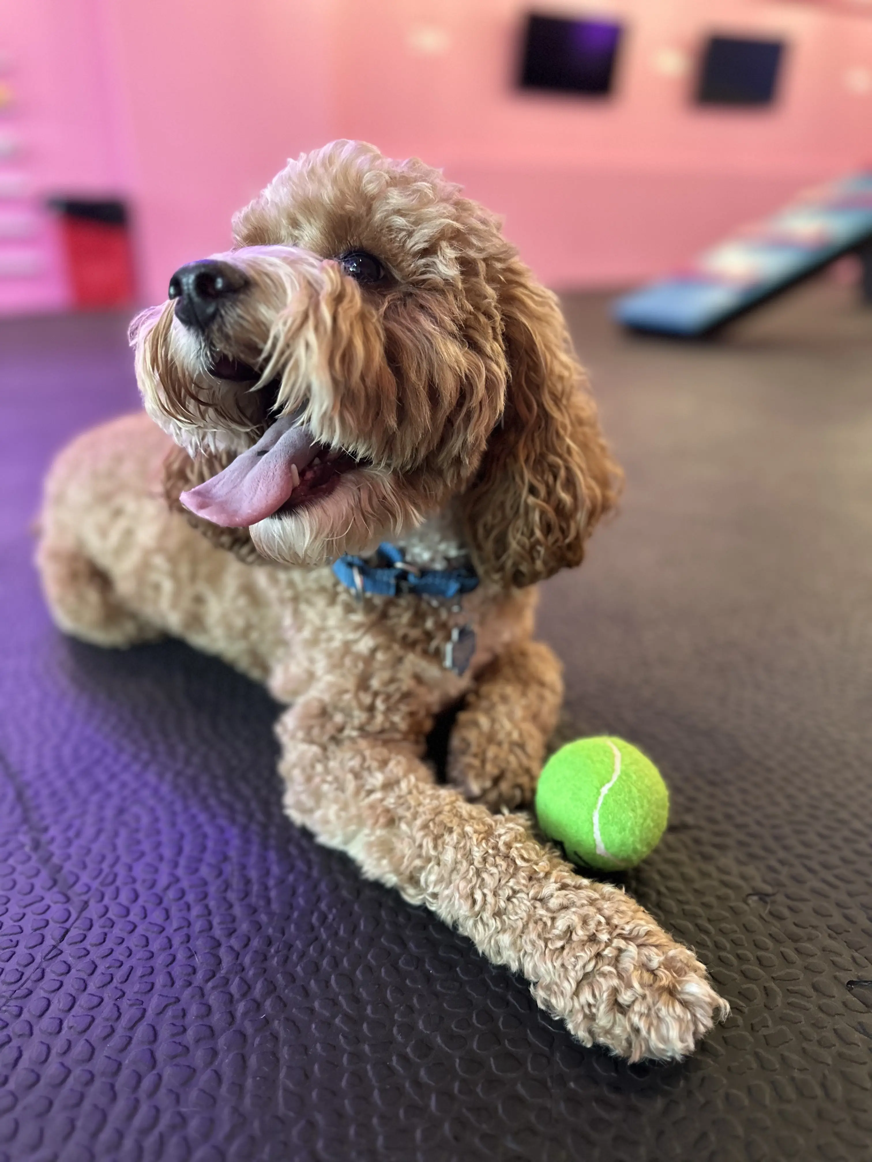 Hill Family Pet Care