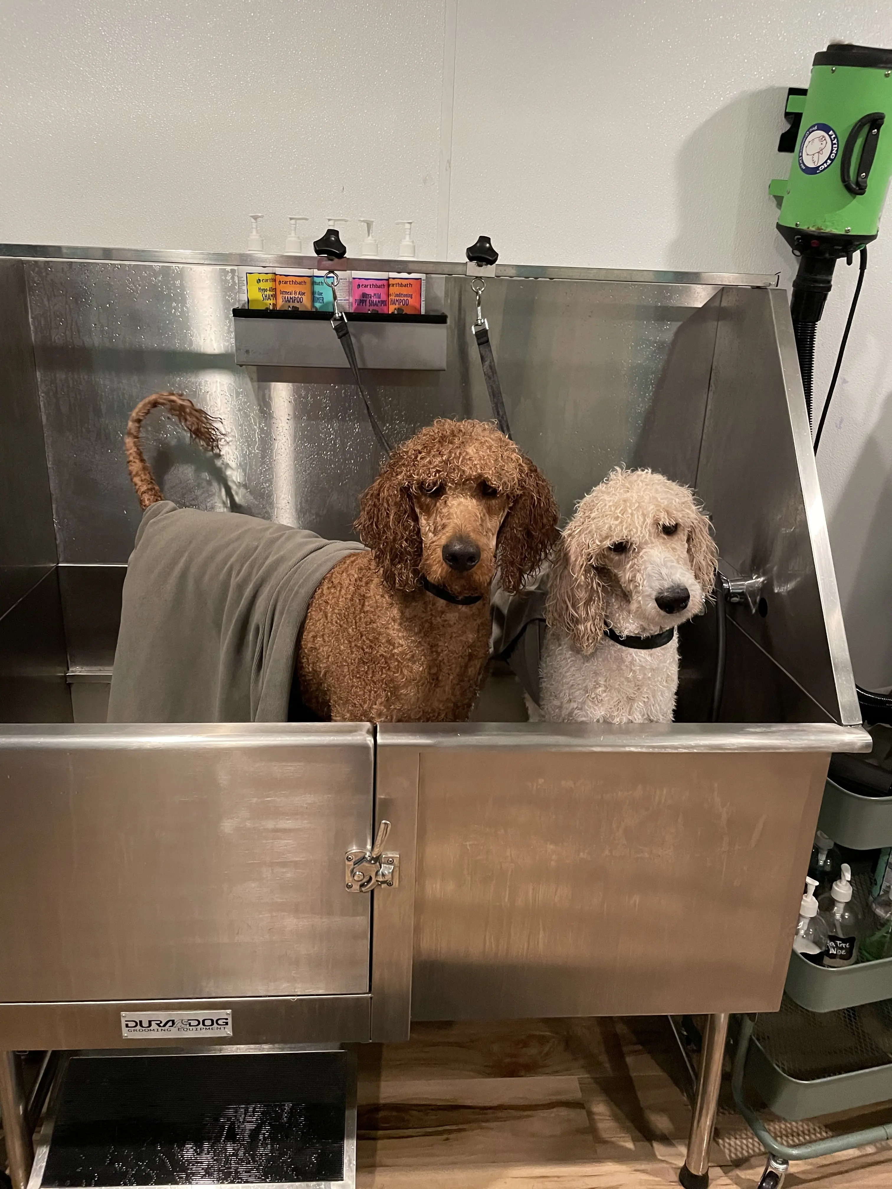 City of Paws Pet Care