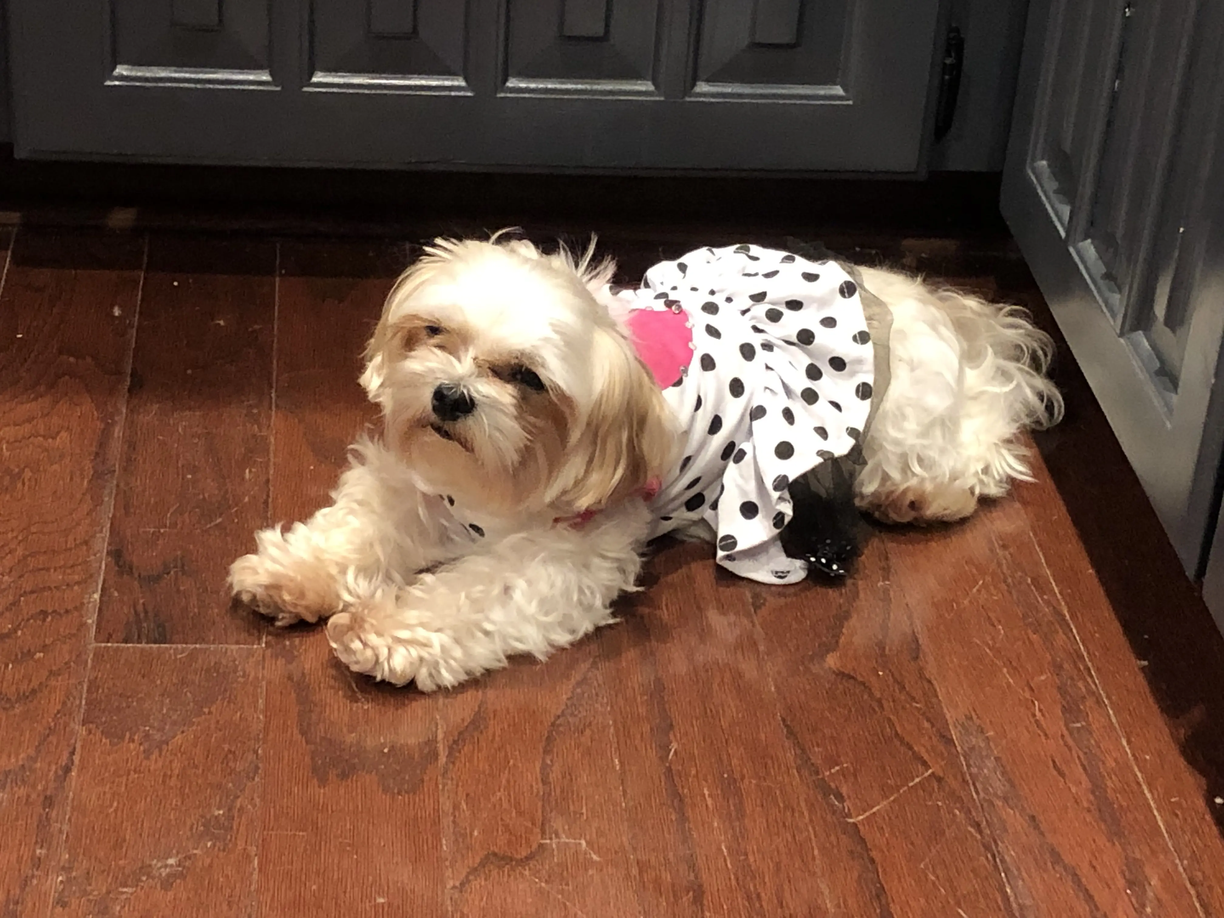 The DogSpaw
