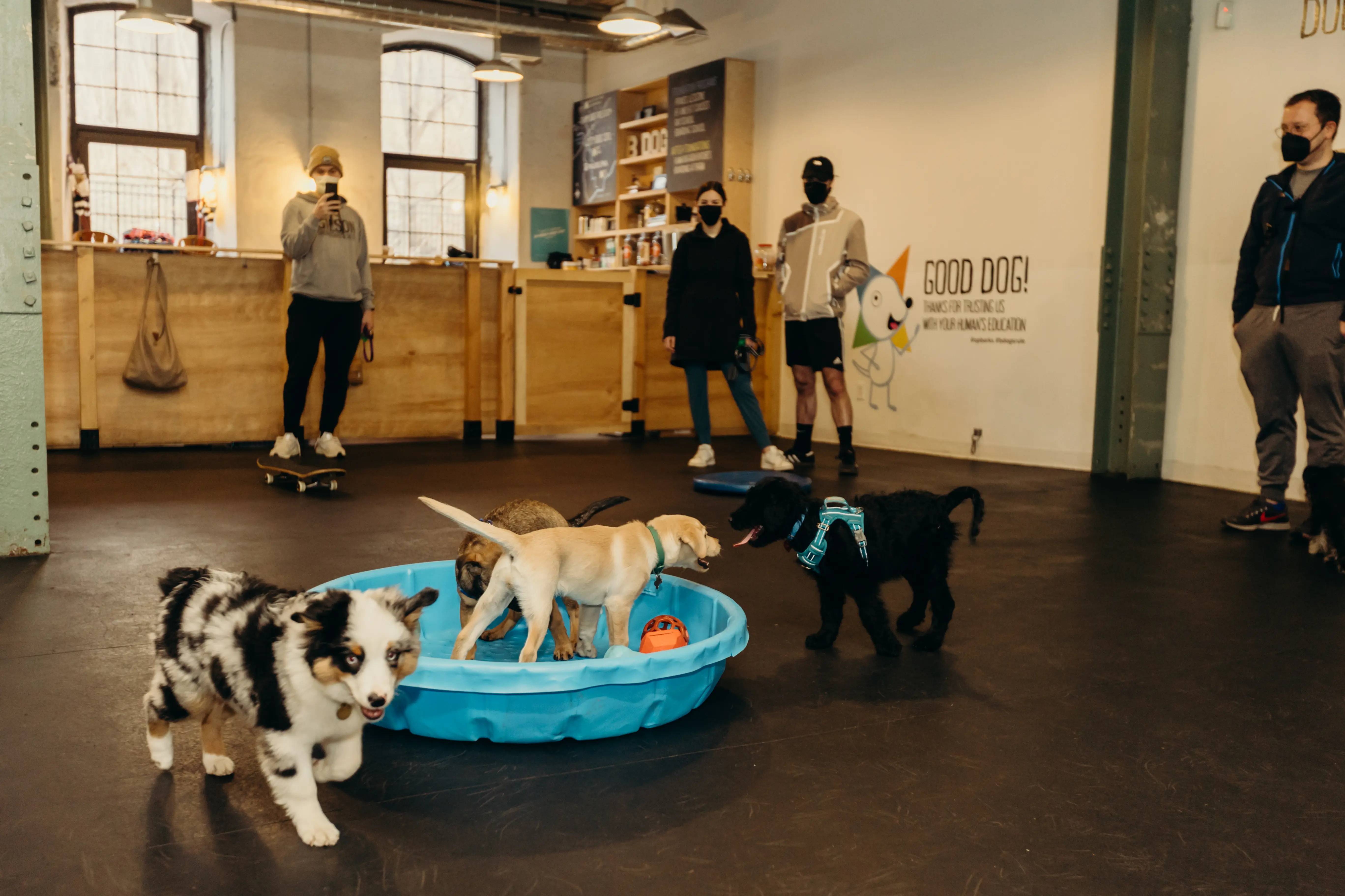 Opportunity Barks Behavior & Training