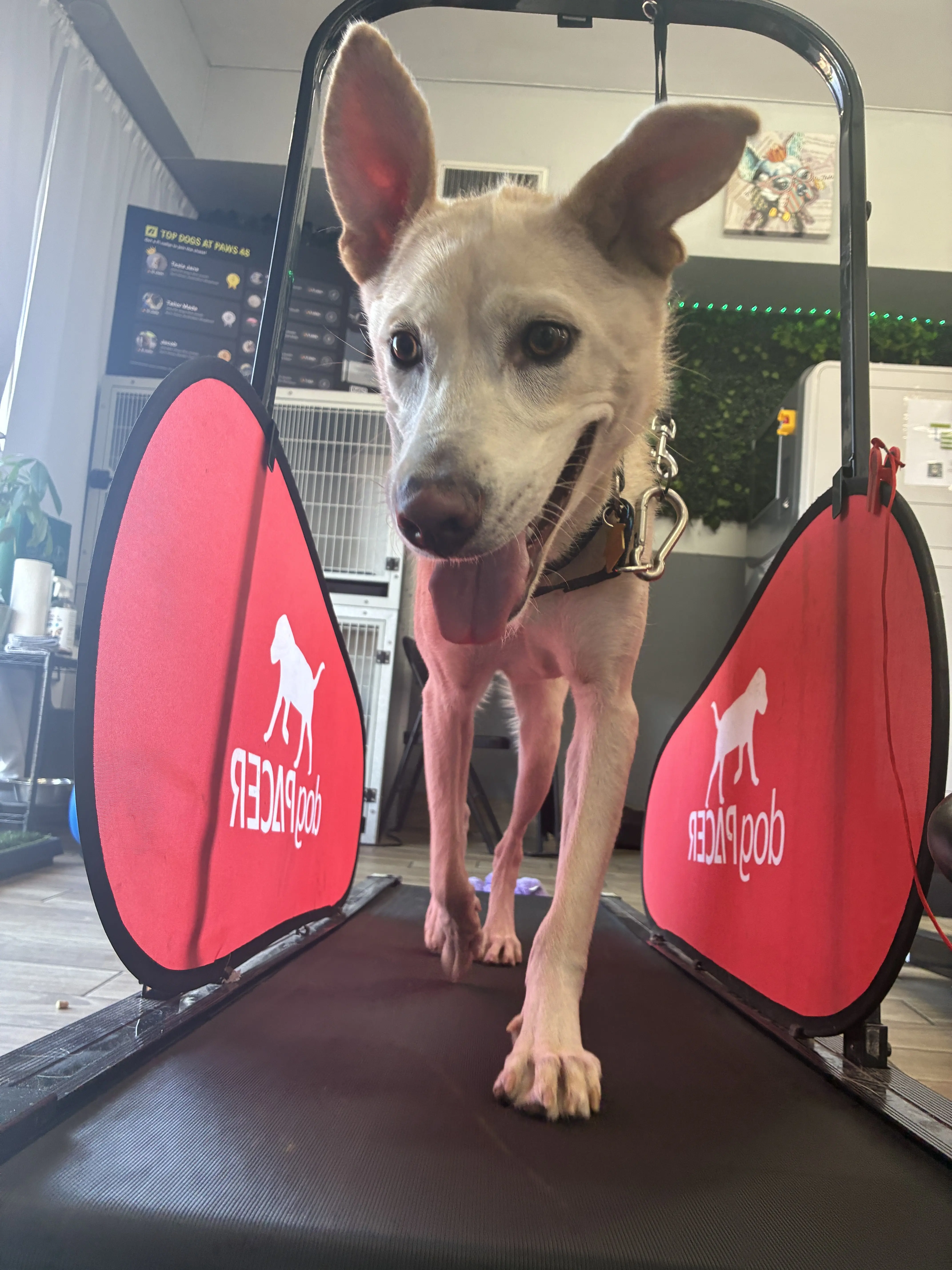 Paws 48 Dog Wash & Gym