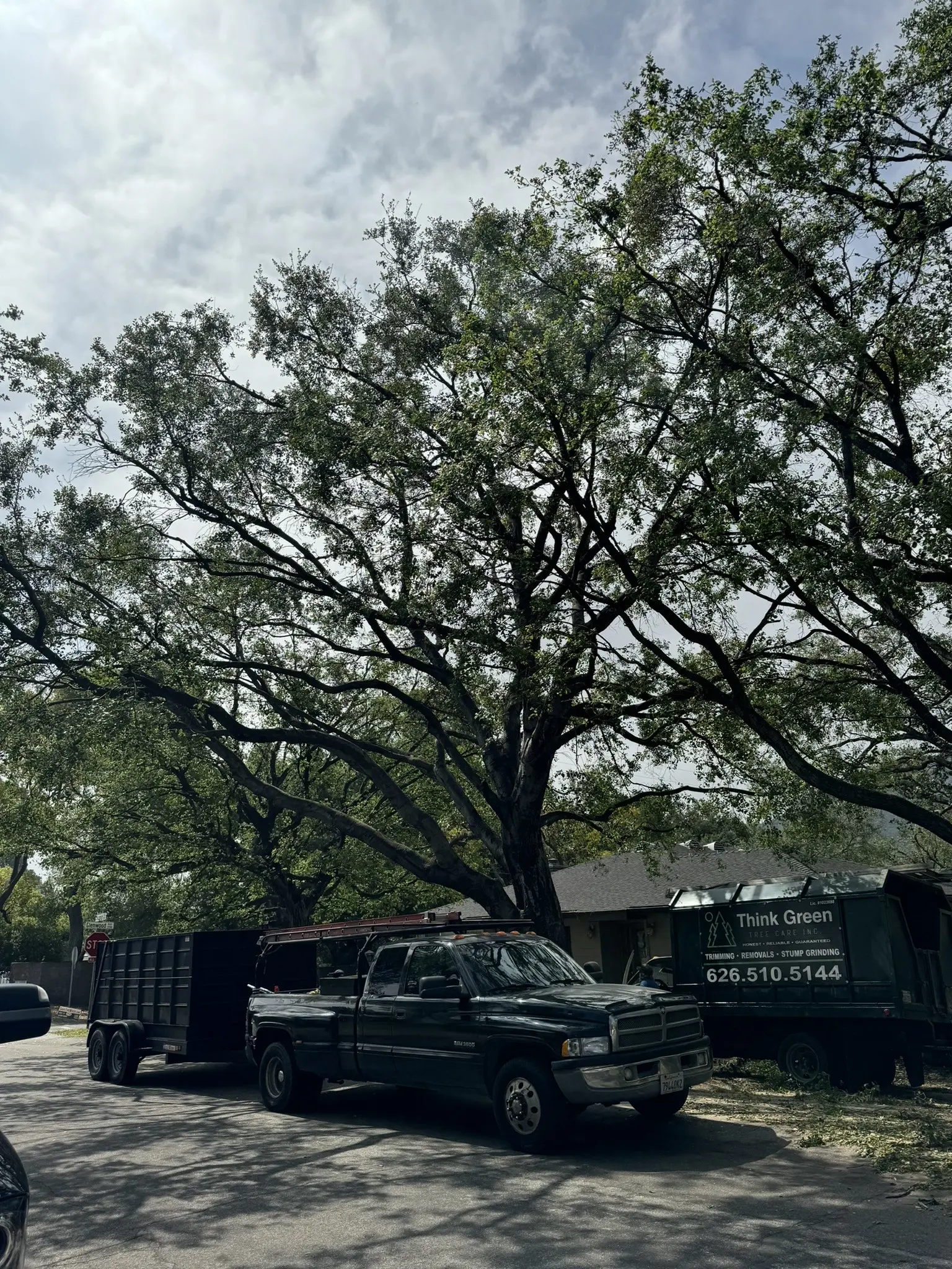 Los Angeles CA Tree Service