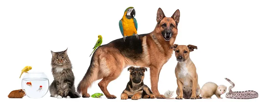 Companion Animal Hospital