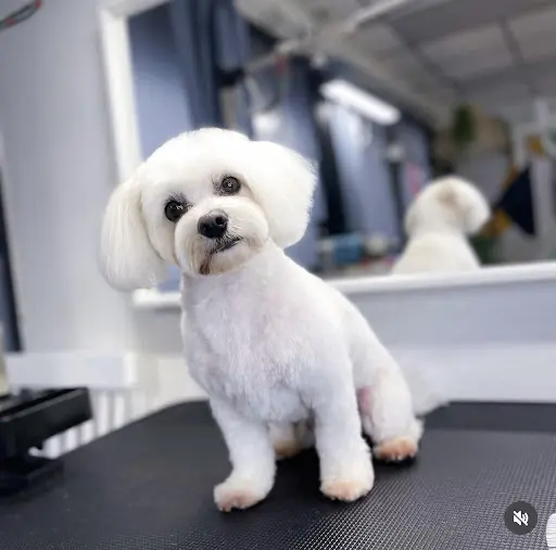 21Pooch Dog & Cat grooming salon