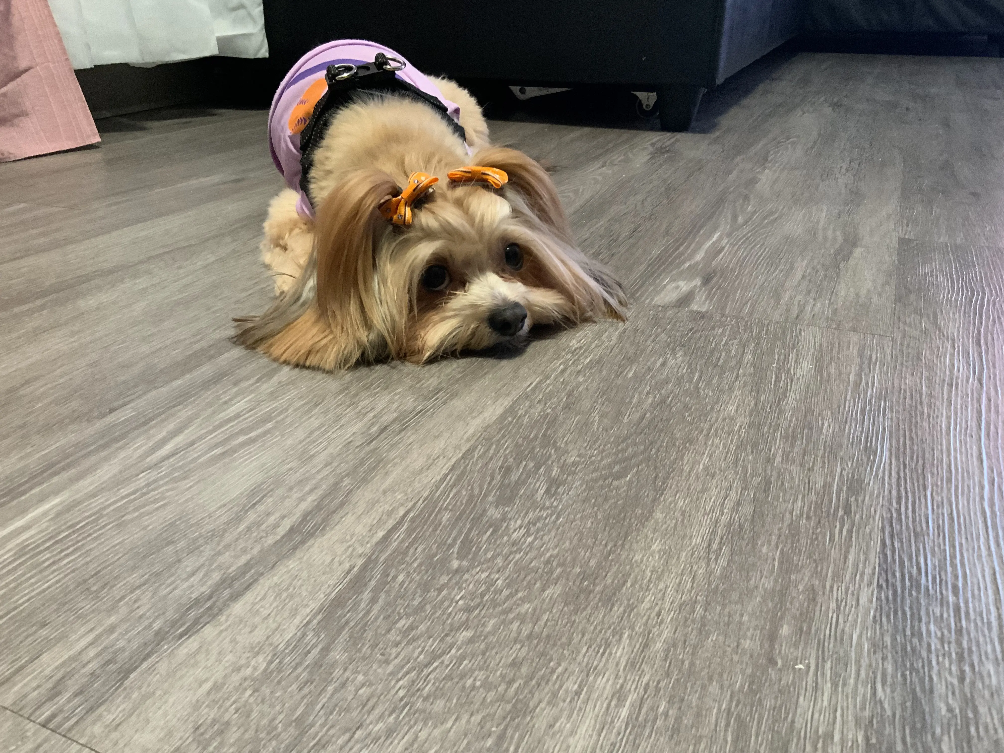 Doggie Style Pets Spruce