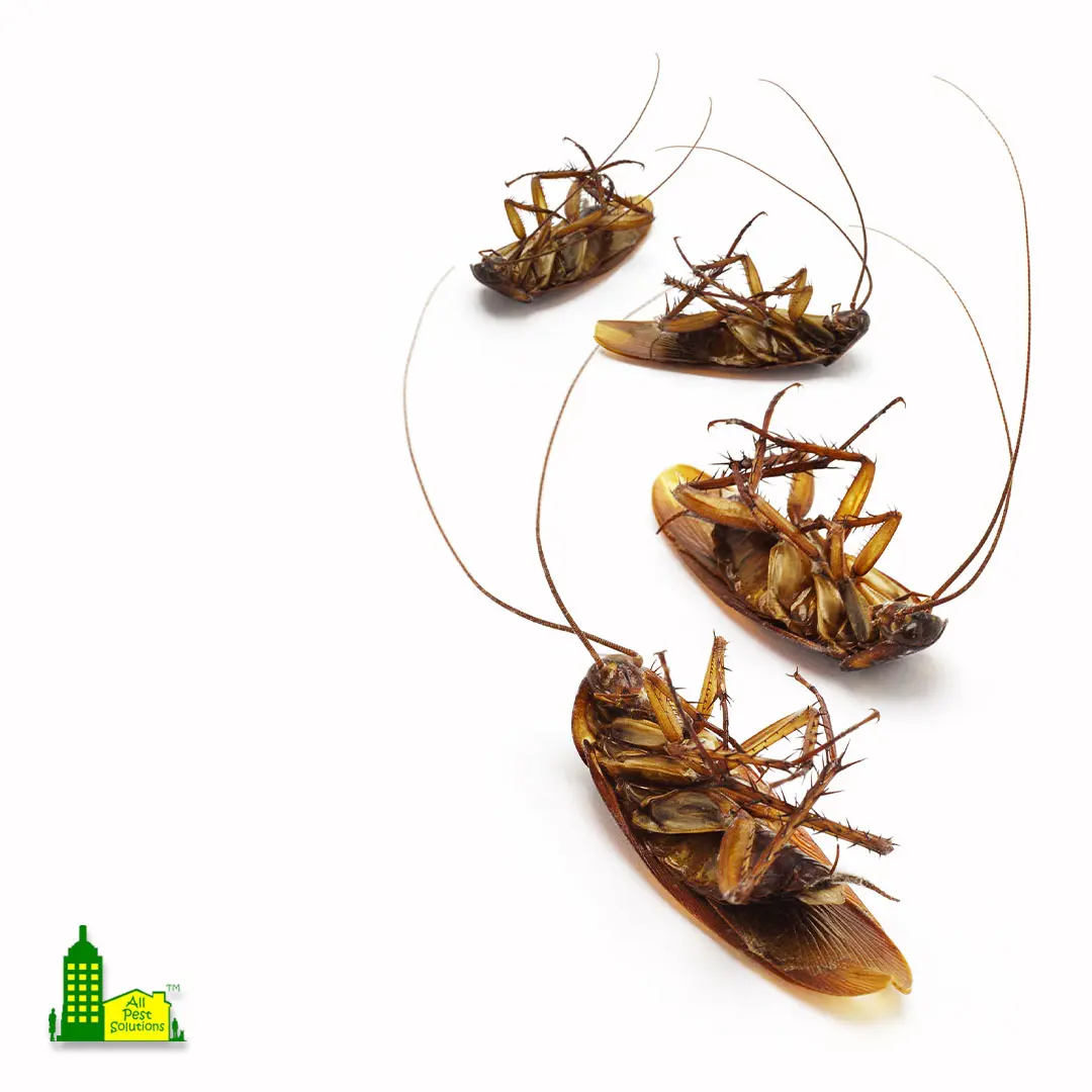 All Pest Solutions