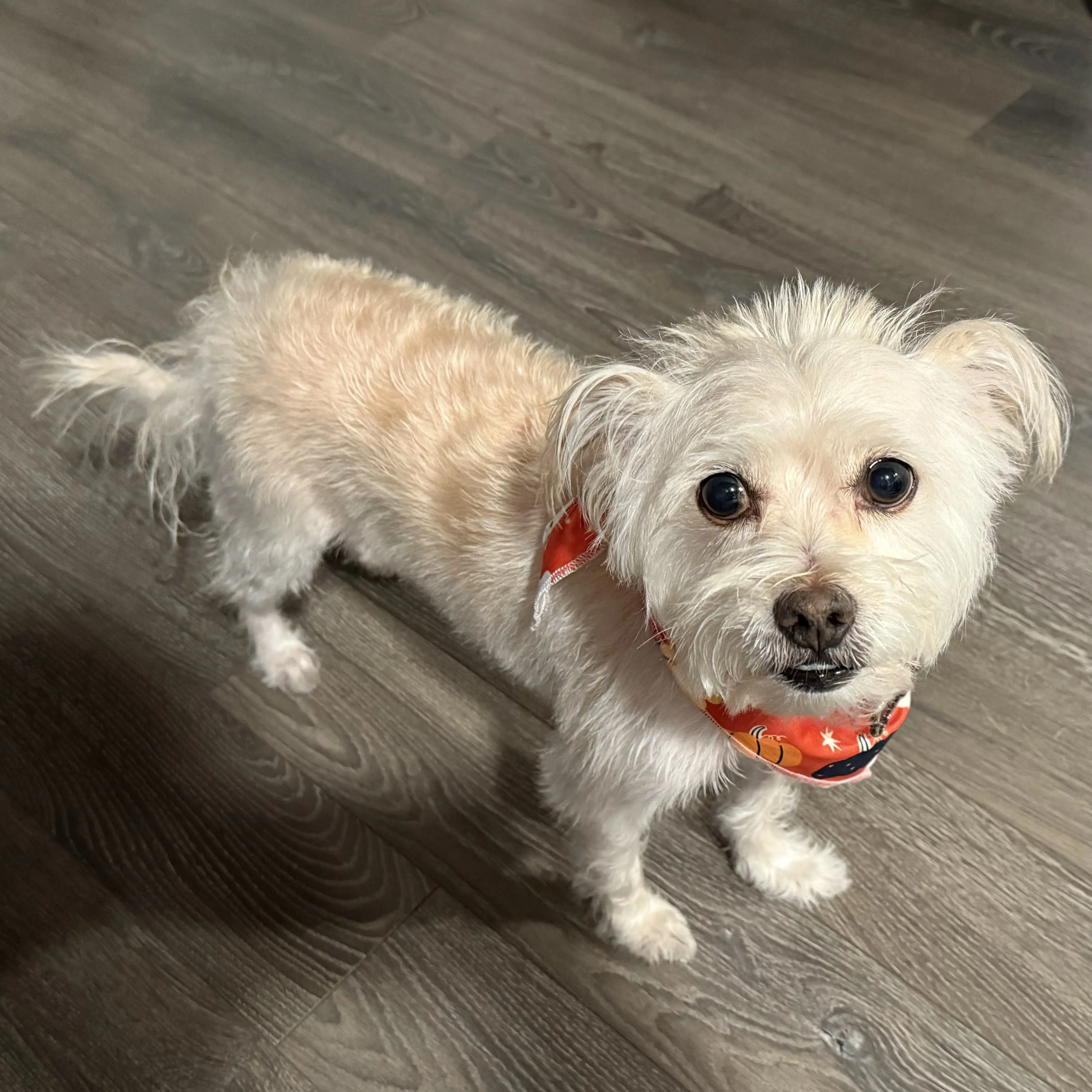 Petco Grooming