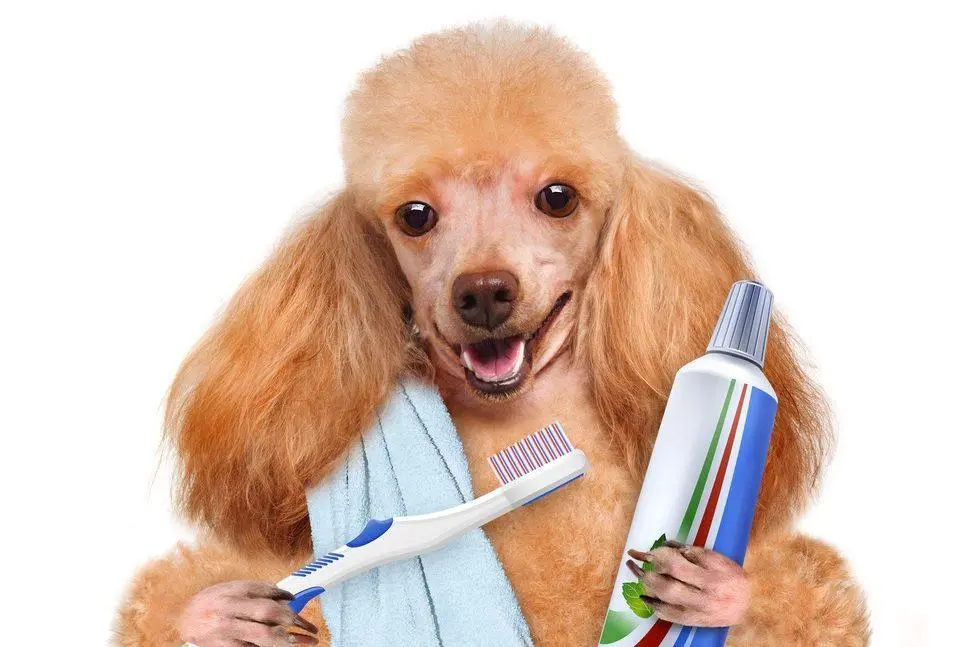 Woof Gang Bakery & Grooming Las Vegas