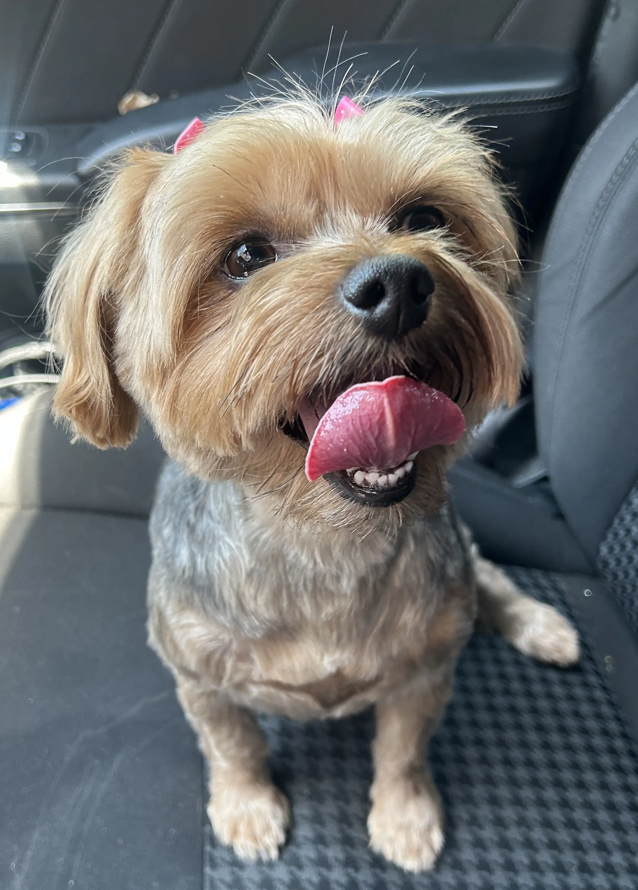 Woof Gang Bakery & Grooming Cimarron