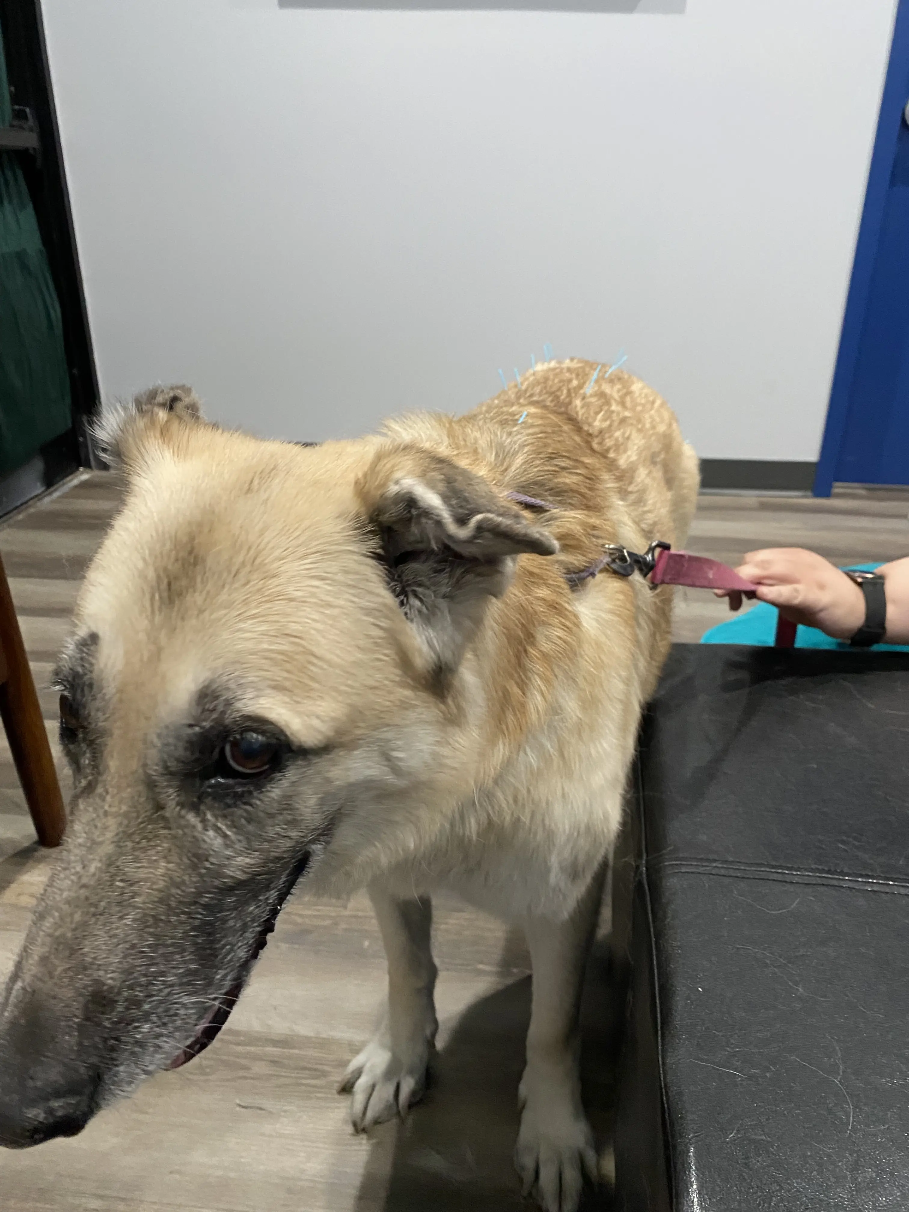 Highlands Animal Care