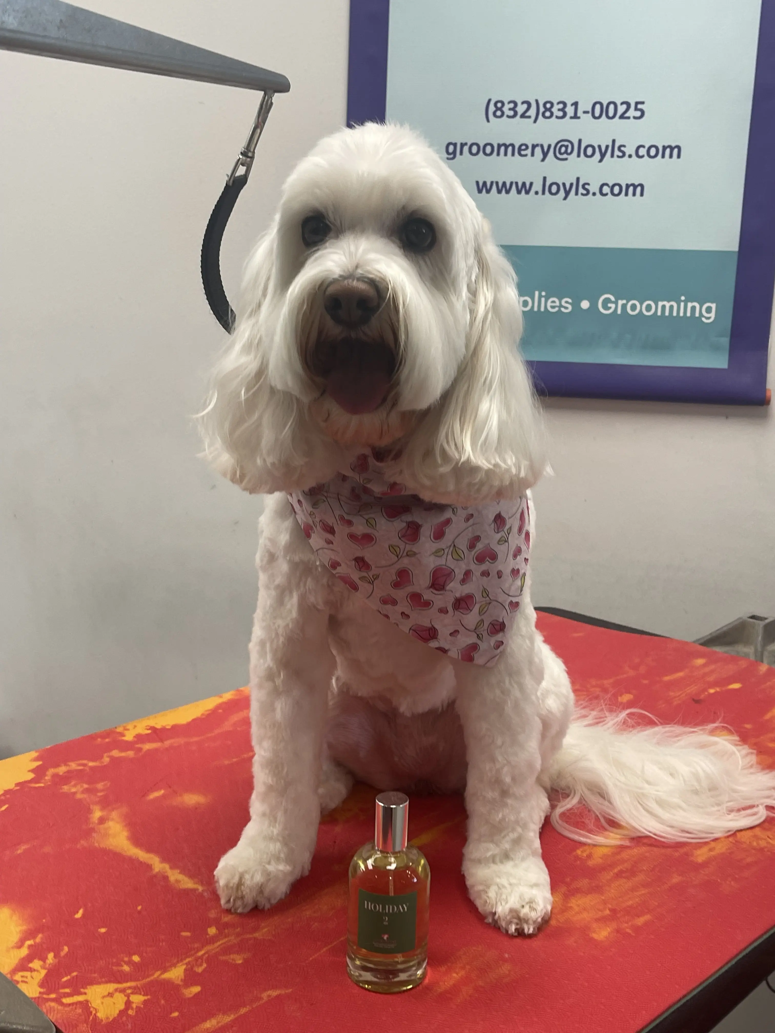 Loyl's Natural Pet Grocery & Groomery