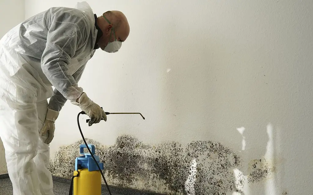 Mold Remediation Los Angeles