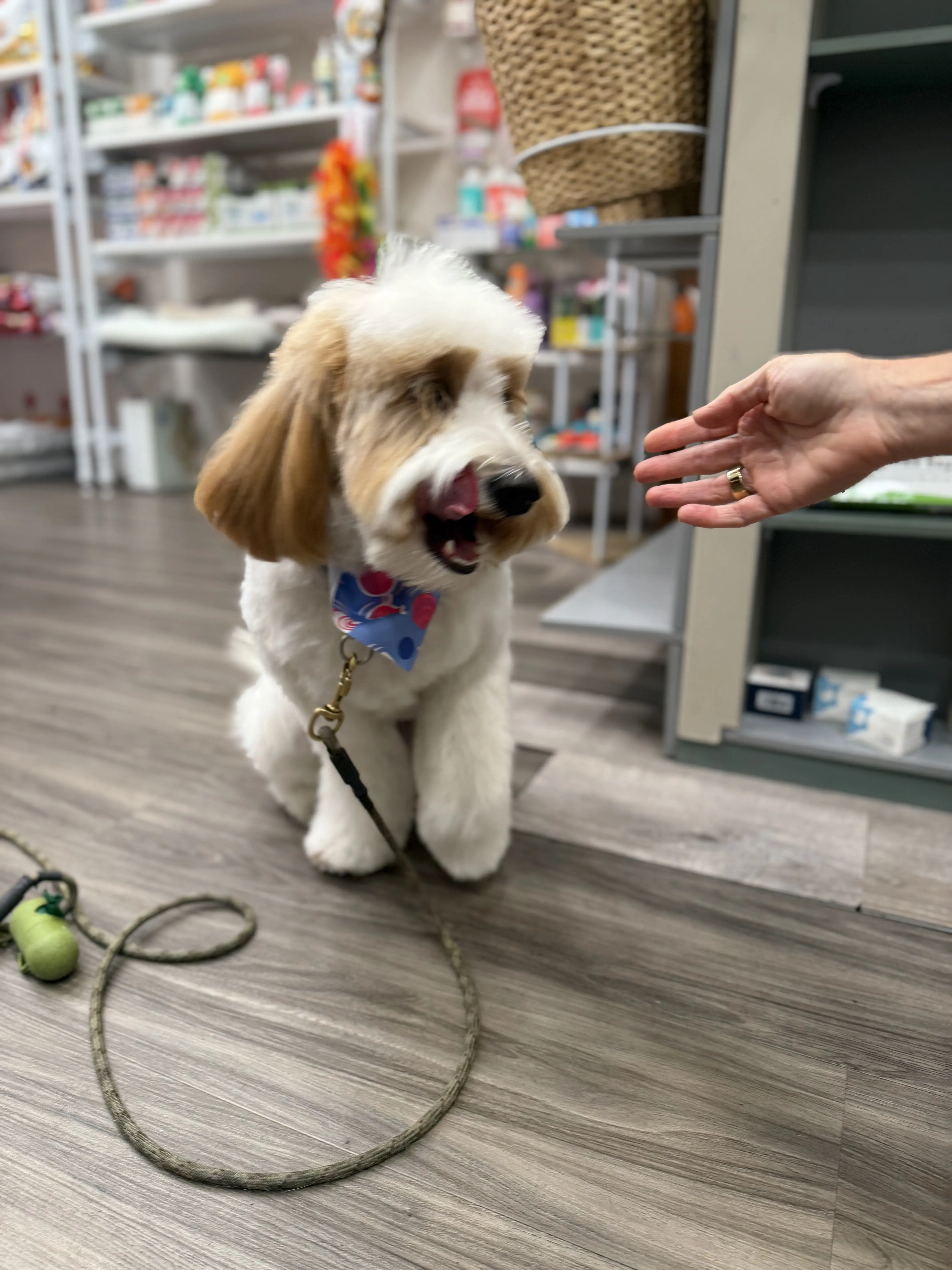 Fur Baby Spaw Midtown