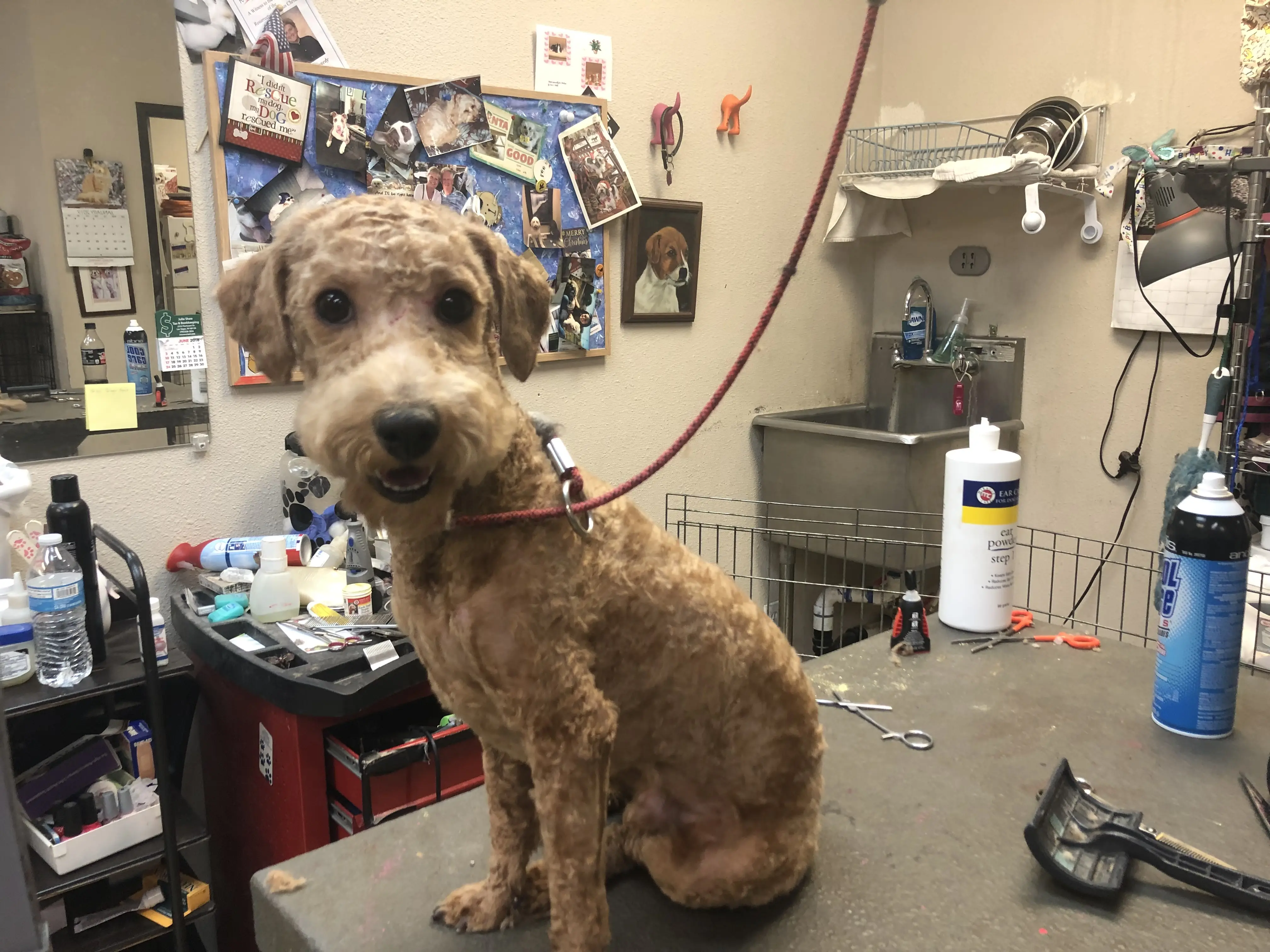 PAWlish Pet Salon & Mobile Grooming