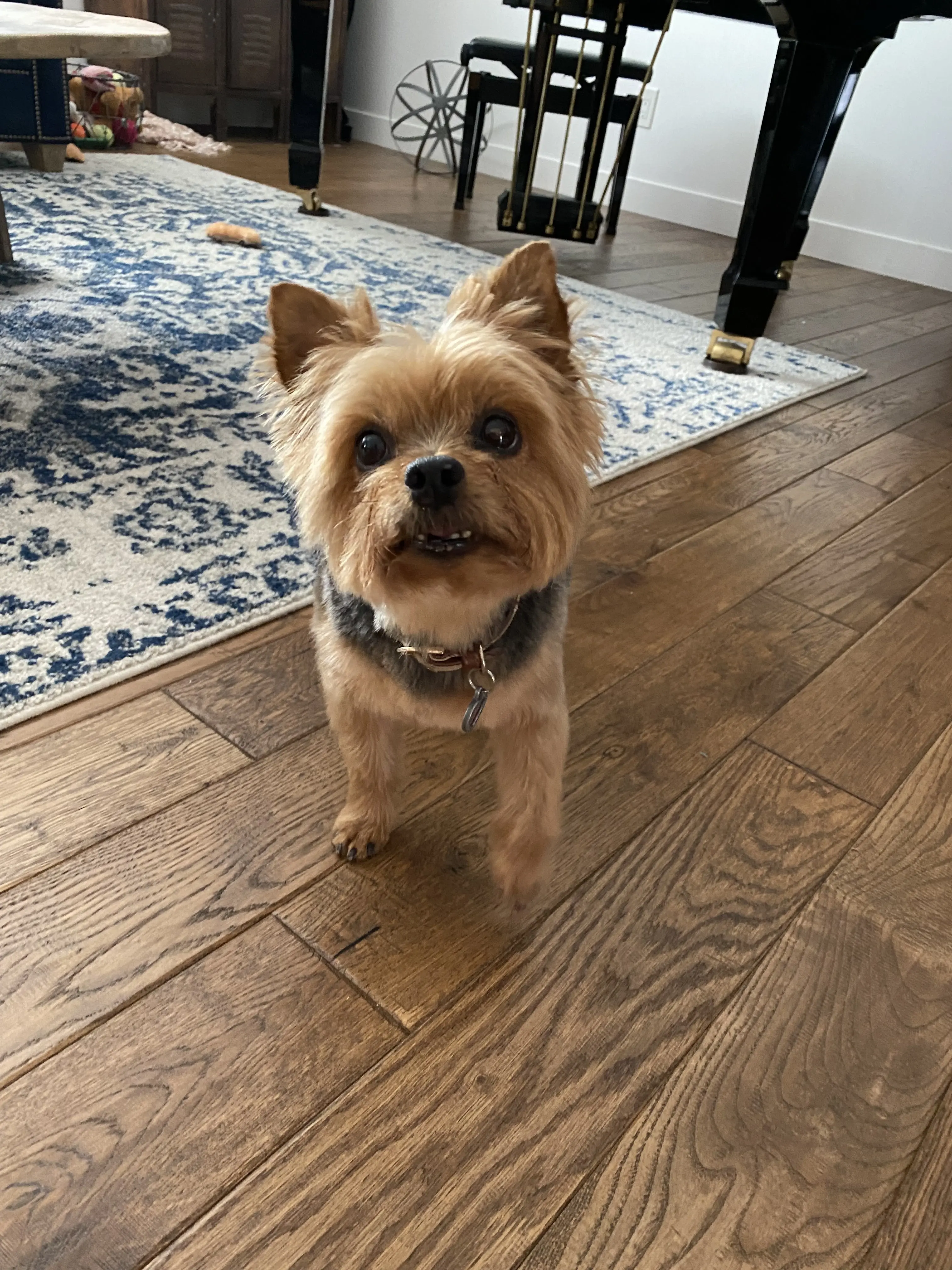 Puff & Fluff Grooming - North32nd