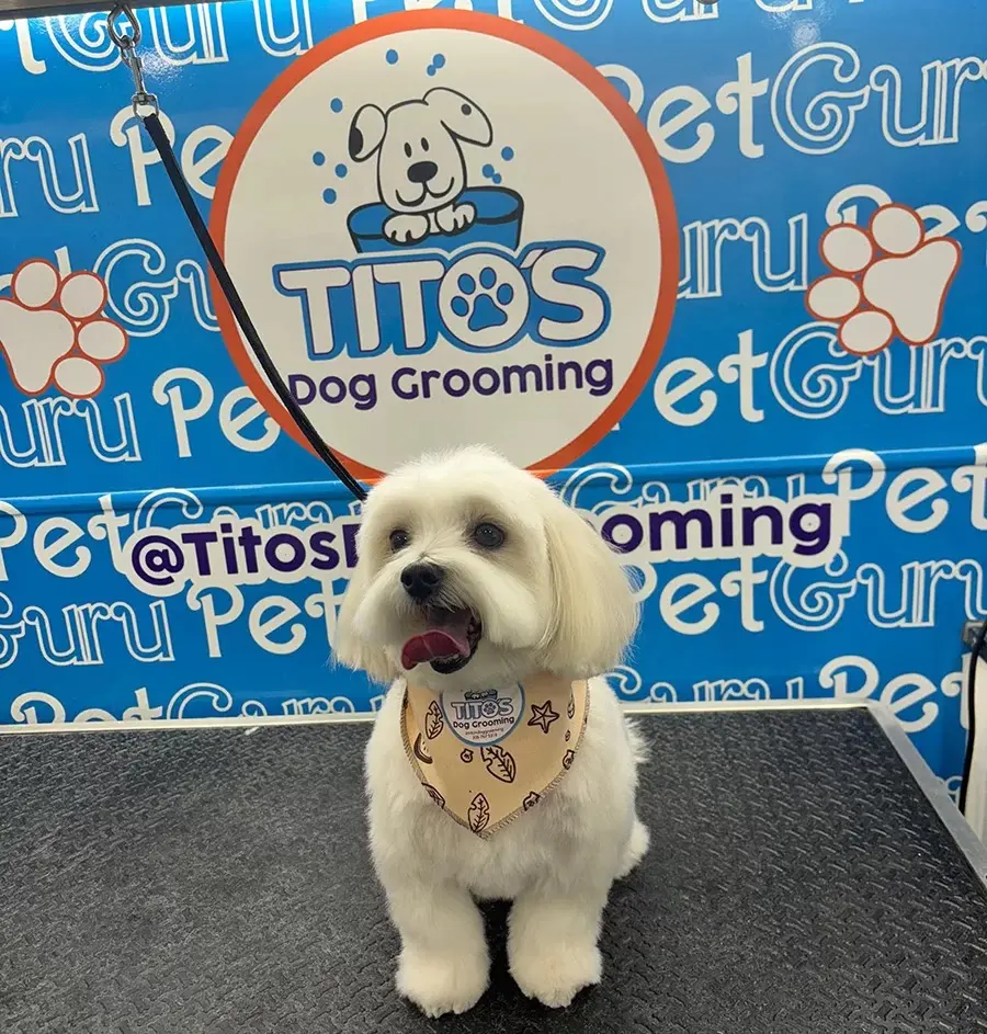 Tito's Dog Grooming Miami