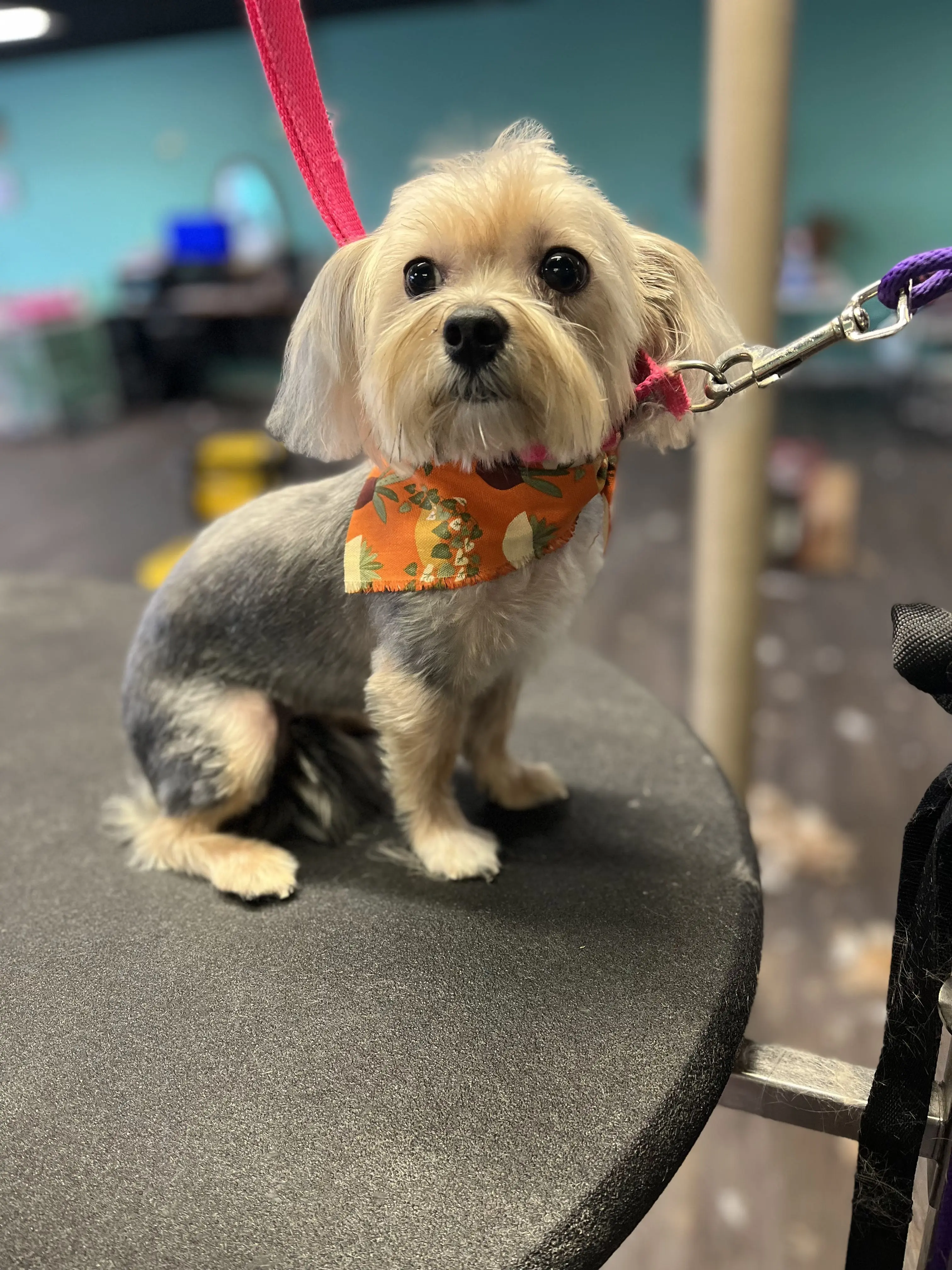 K9 Feline Master Cutz