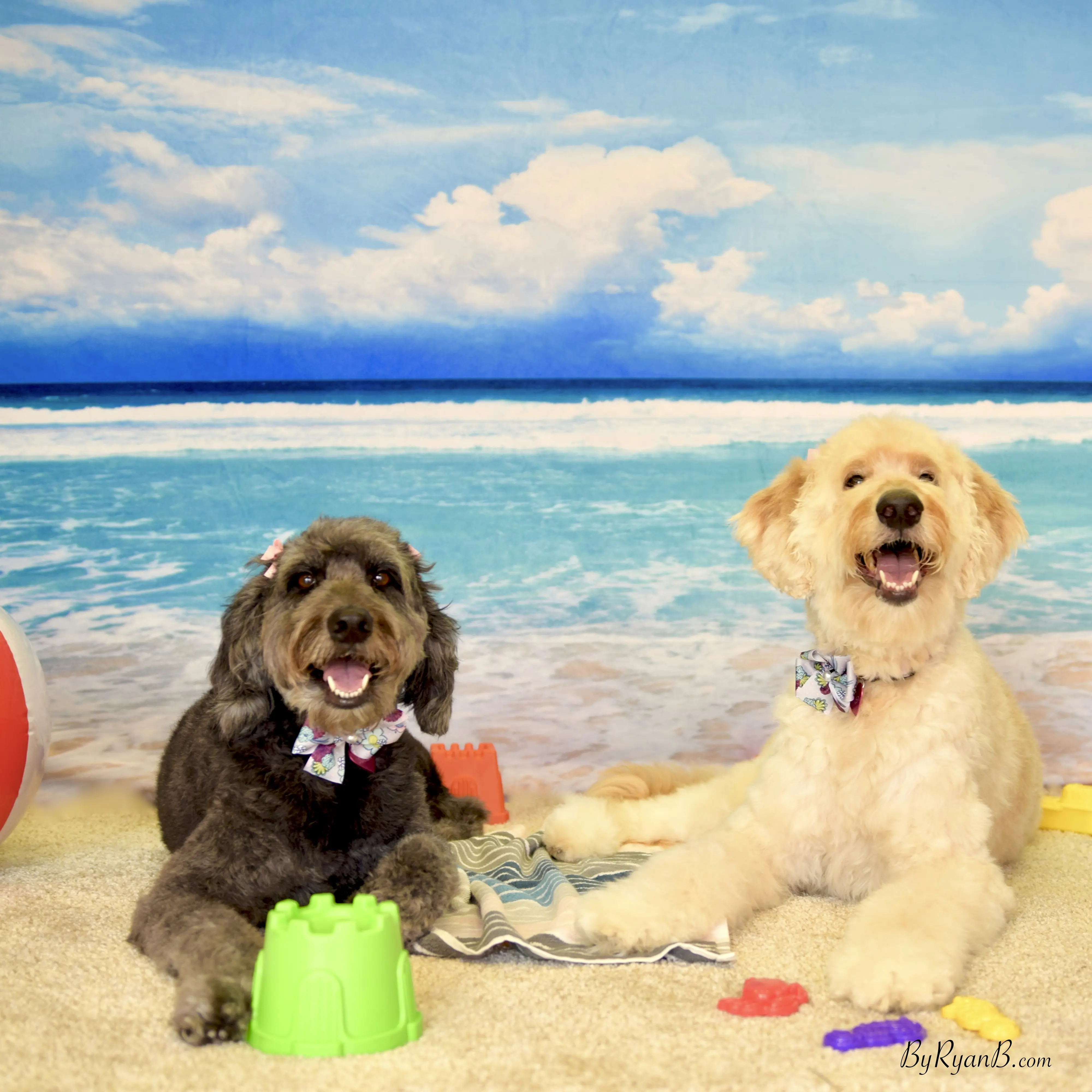 Pet Bath & Beyond