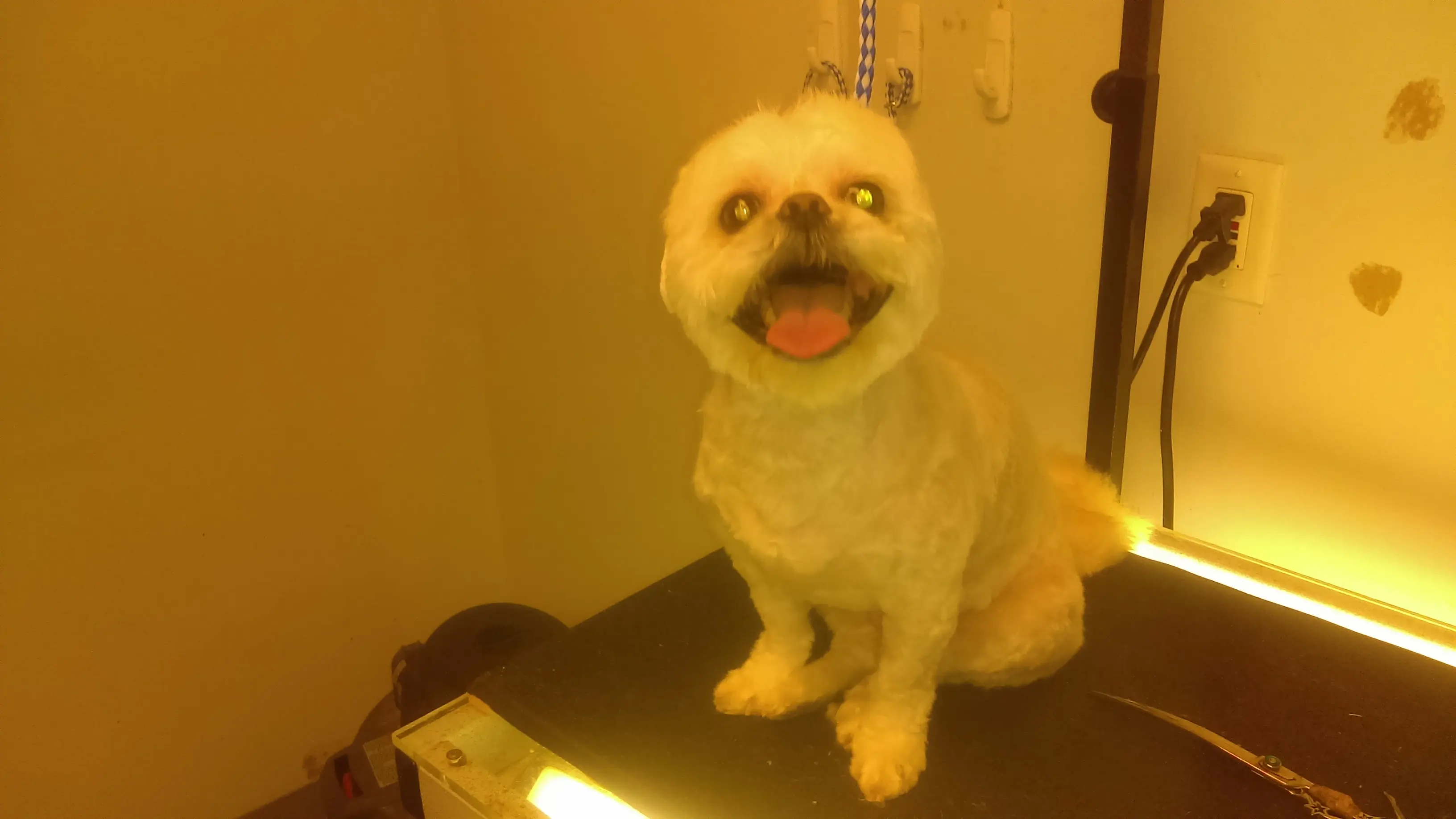 Willow Bend Vet Clinic