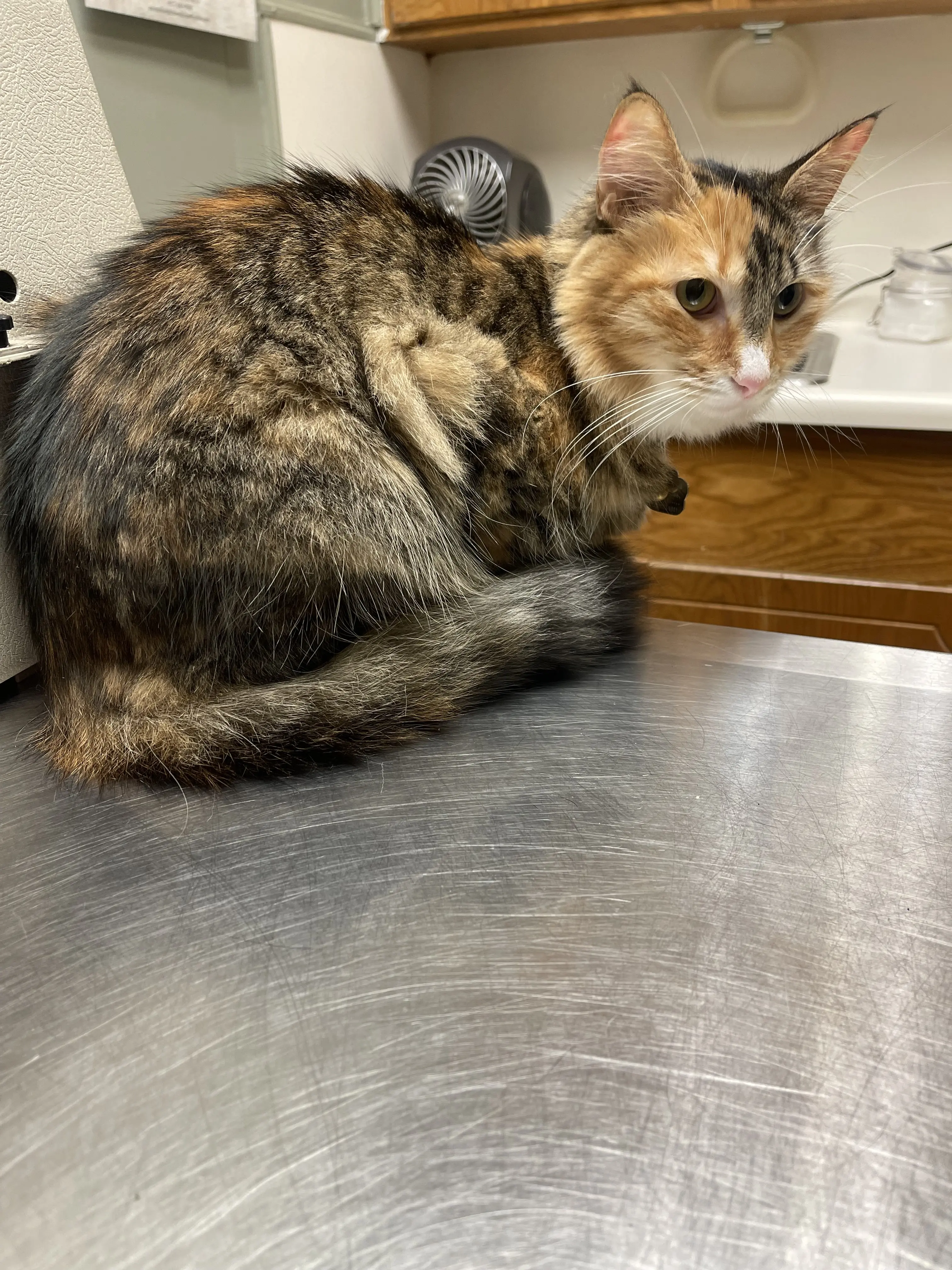 Animal Hospital & Clinic of Arlington