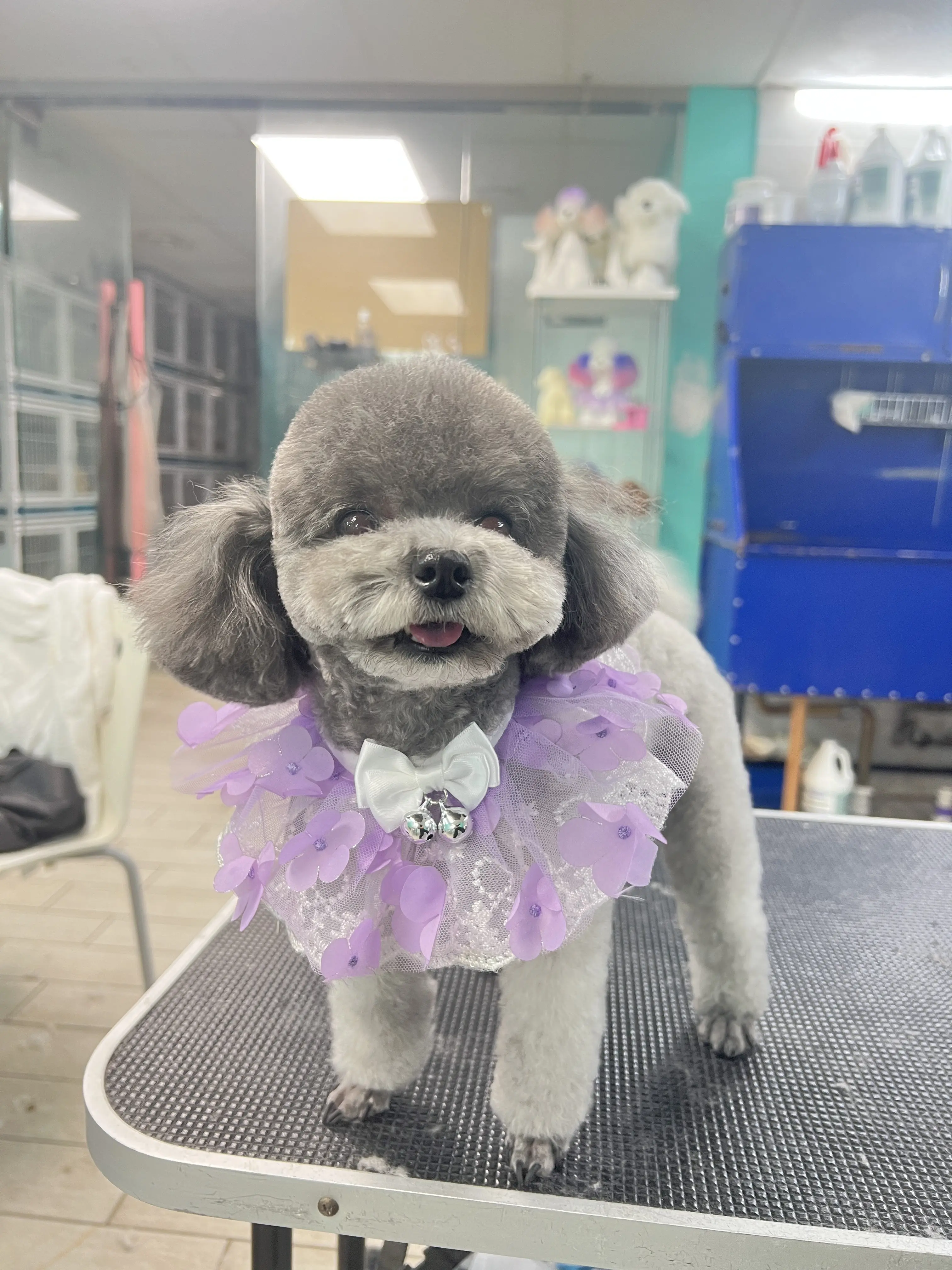 Barking Pet Spa（Chinatown)