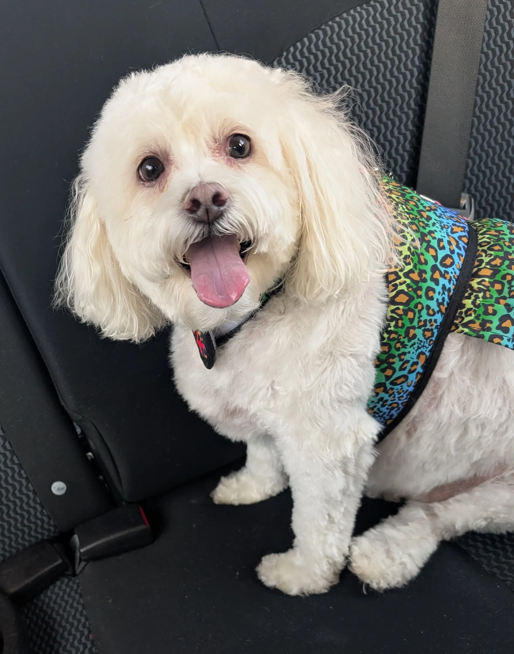 Petco Grooming