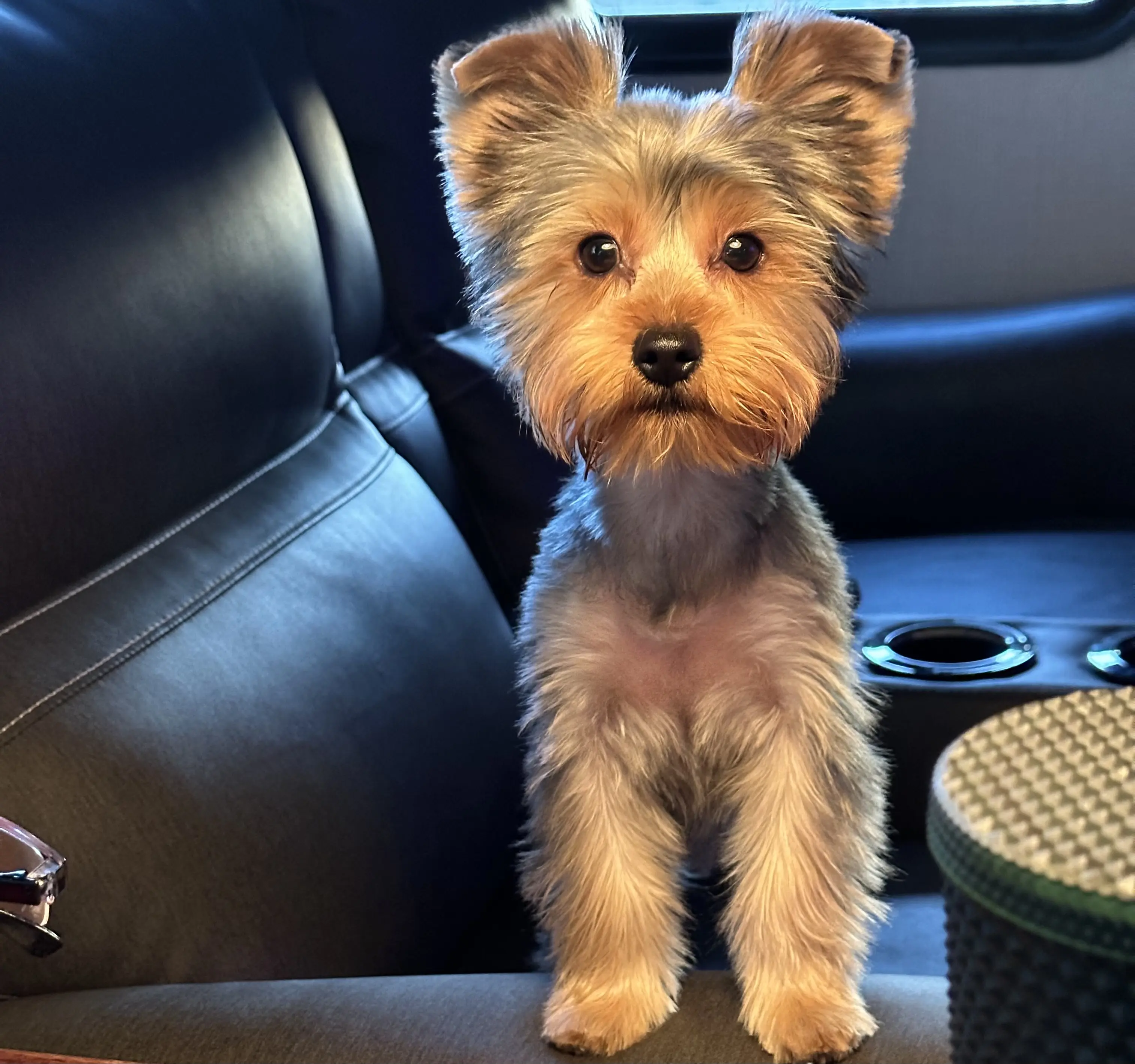 Land of Paws LLC