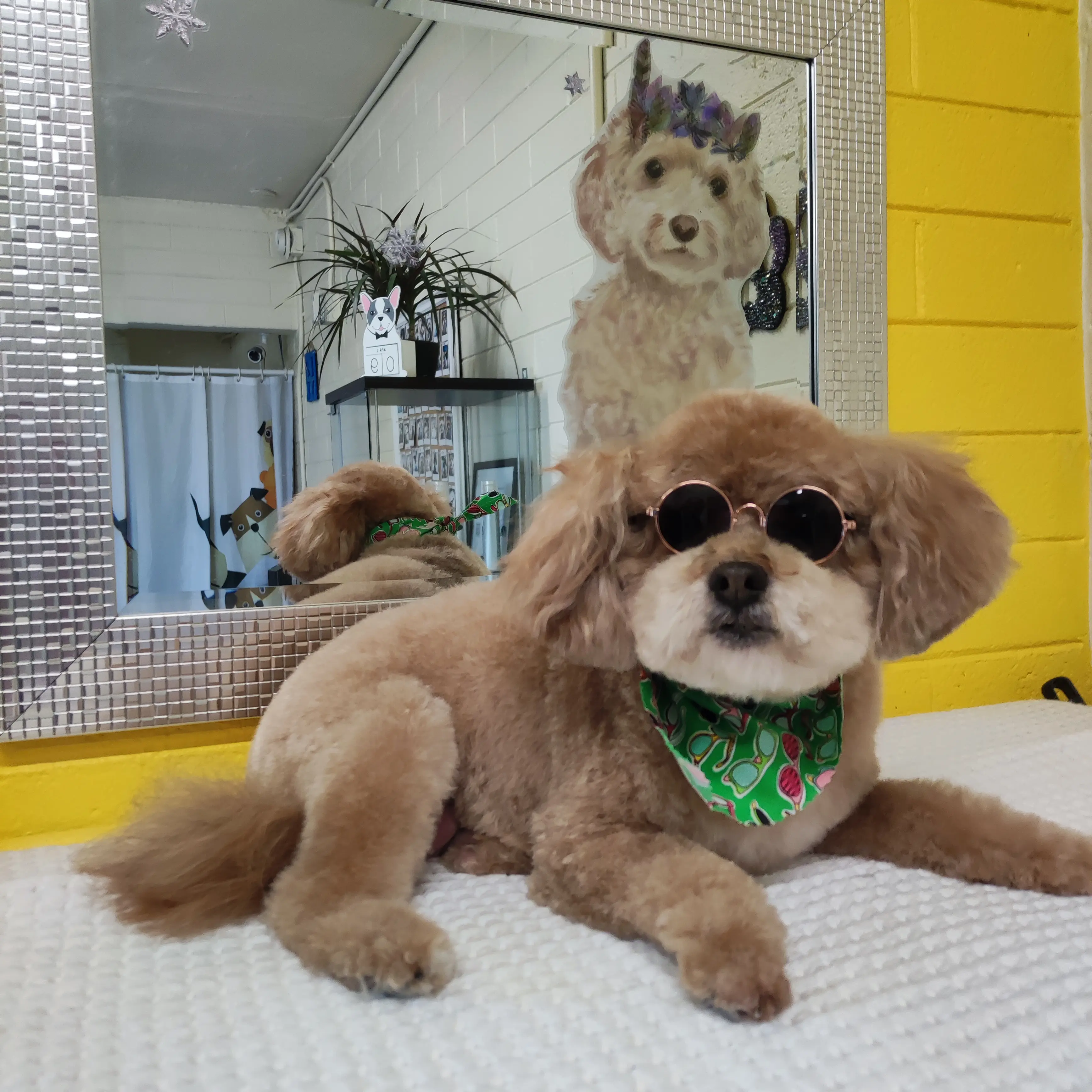 Bark & Bark Dog Grooming Salon LLC.
