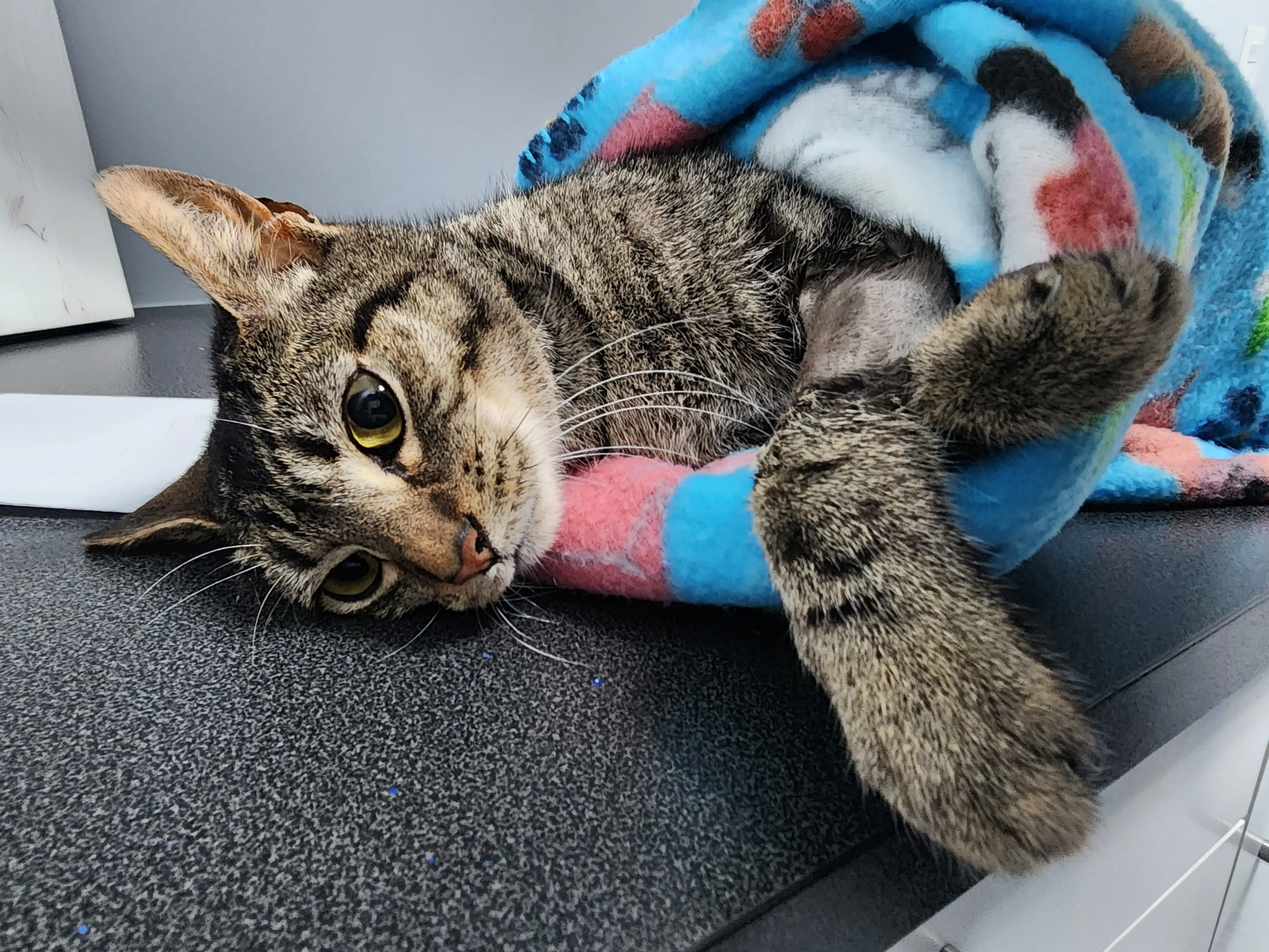 Veterinary Emergency Hospital of Arlington
