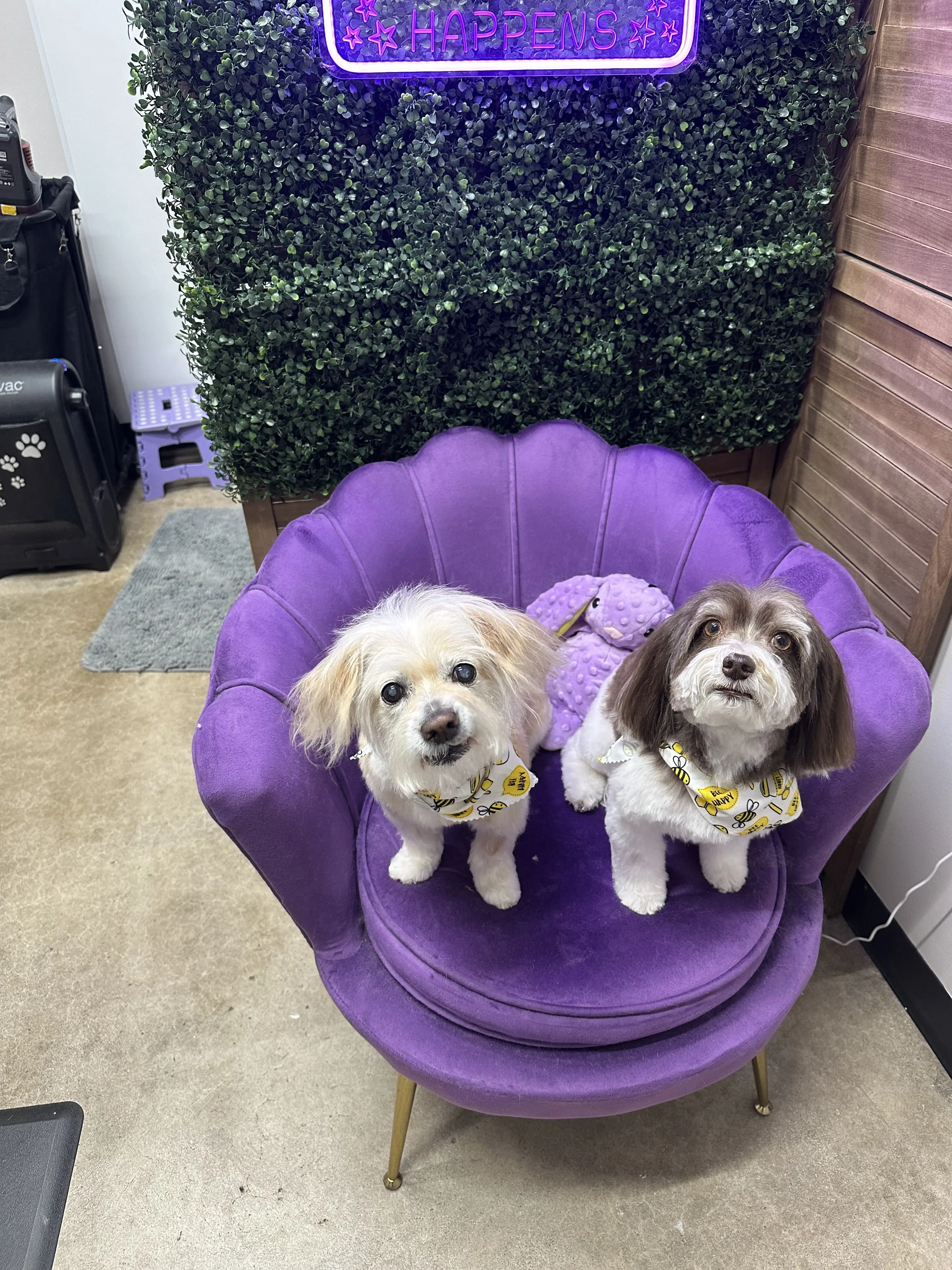 My Groomer Tilly
